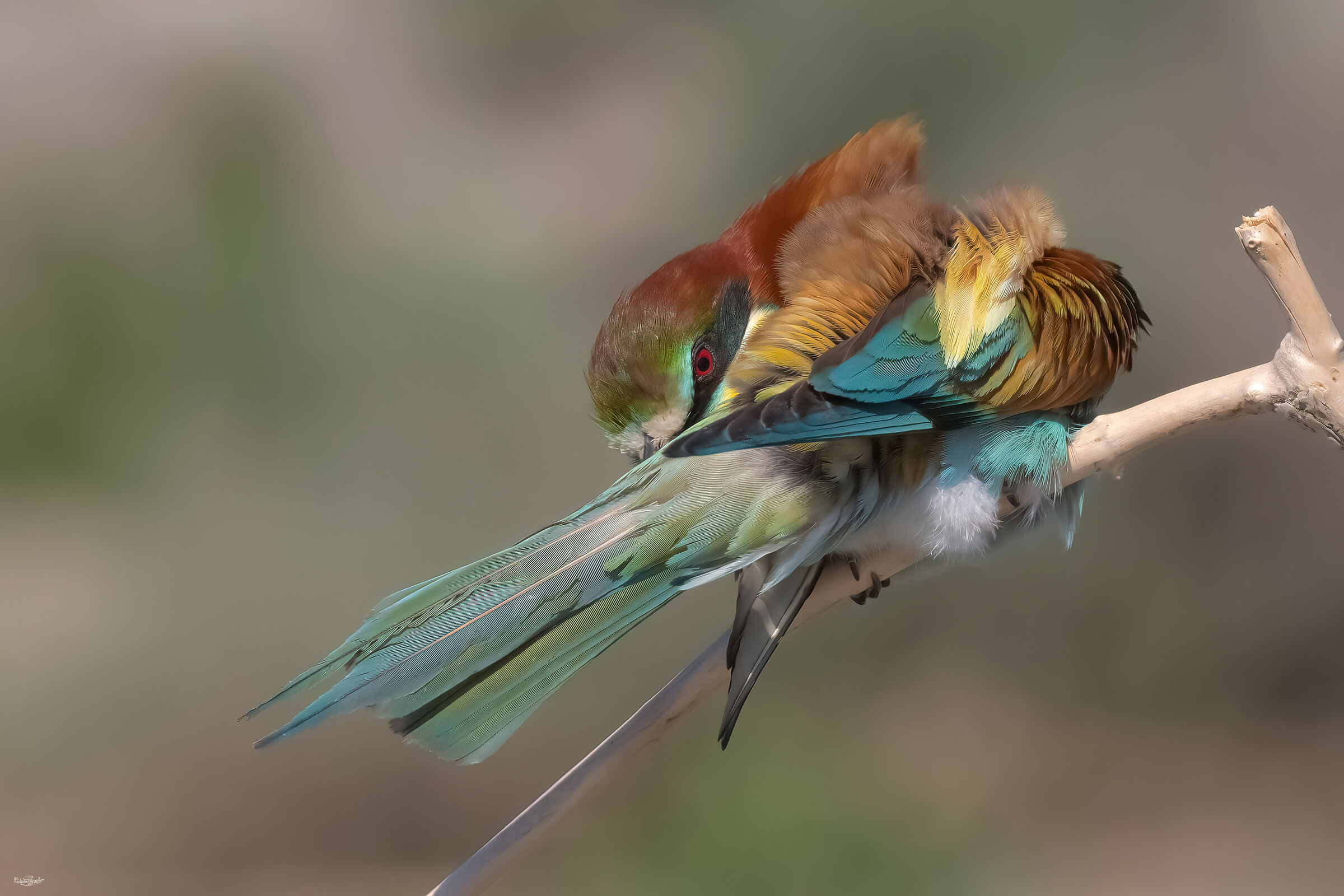 Bee-eater