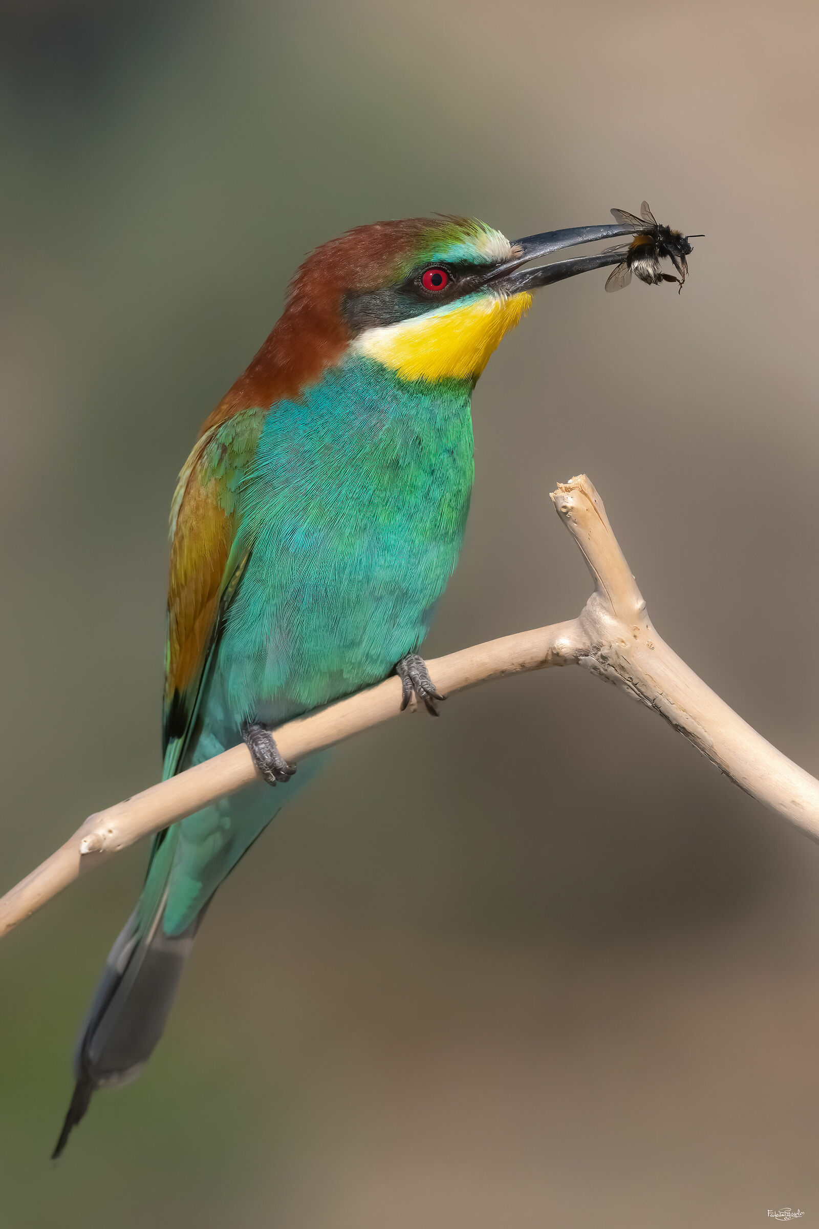 Bee-eater