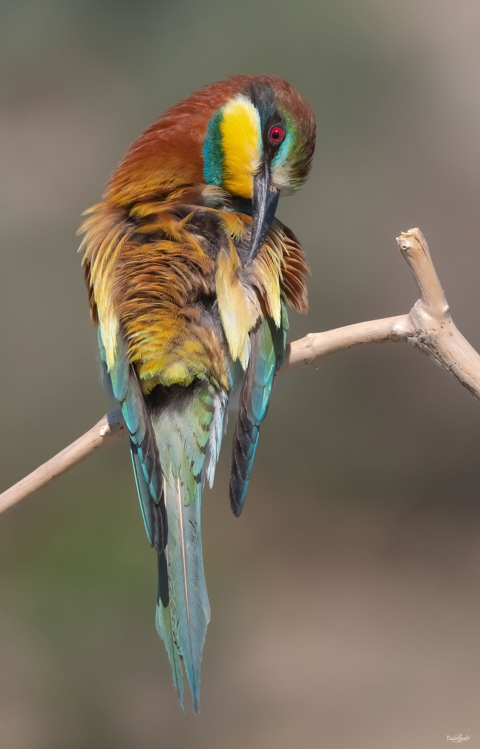 Bee-eater