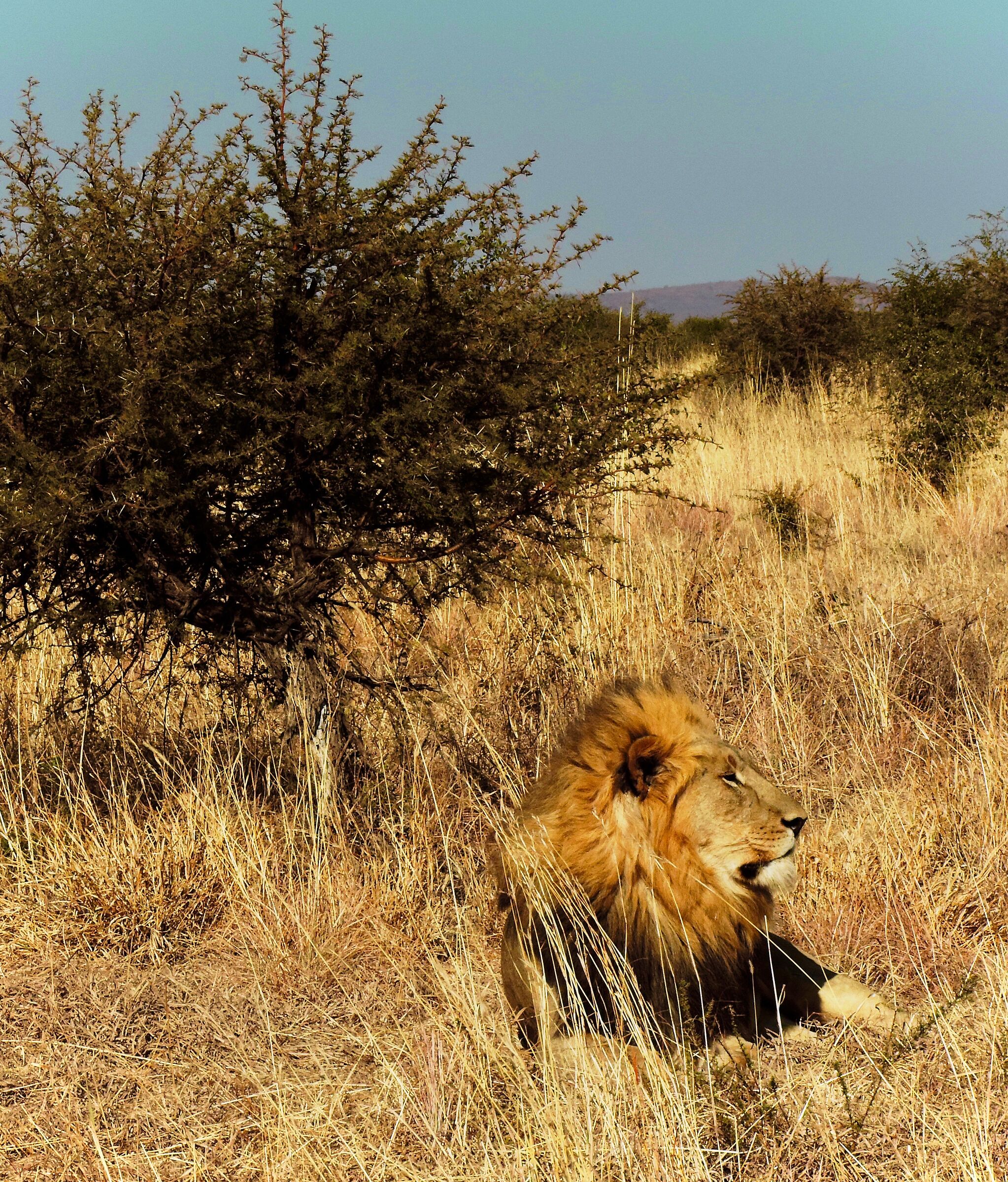King in the bush - South Africa