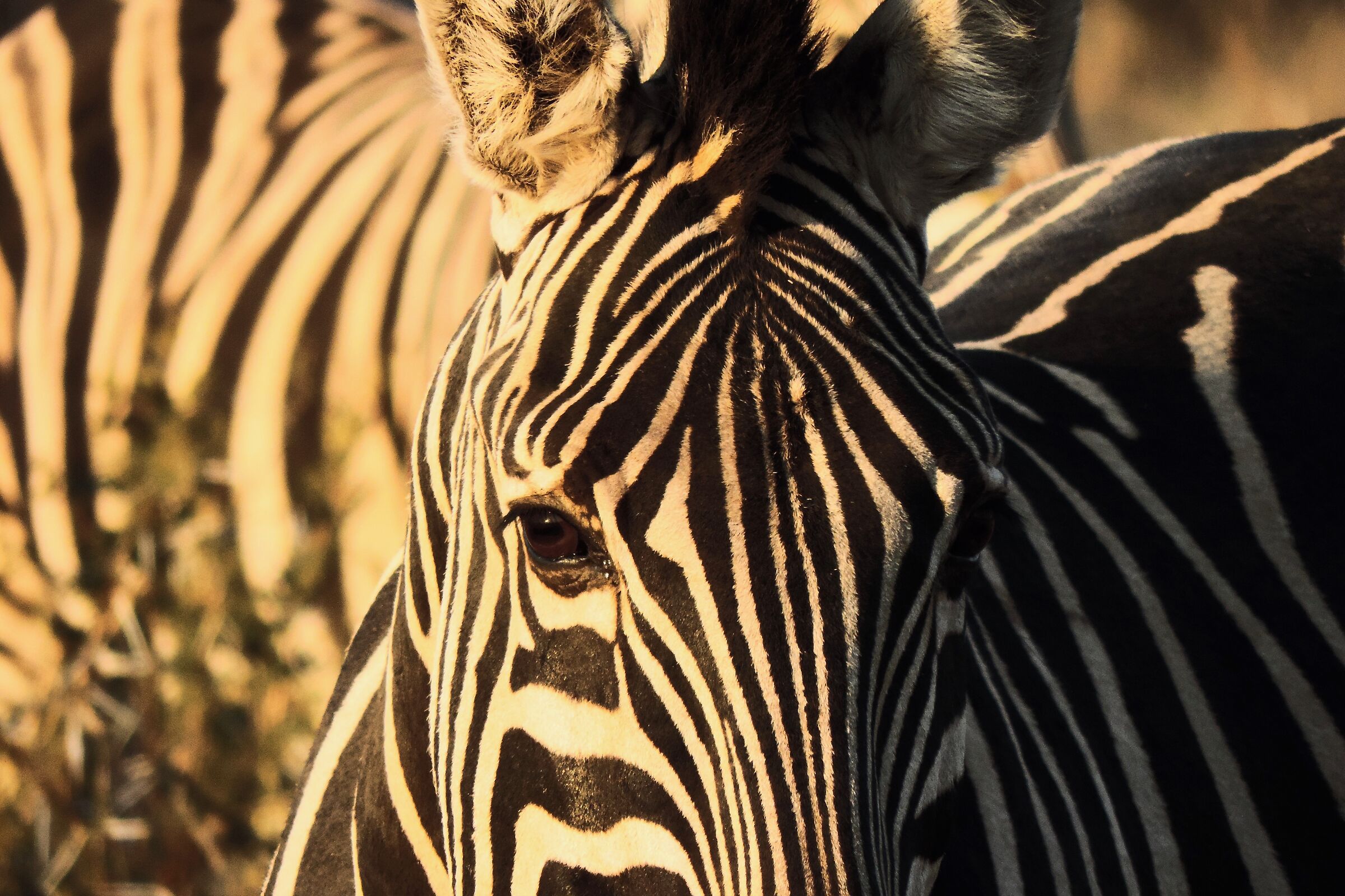 Stripes from South Africa