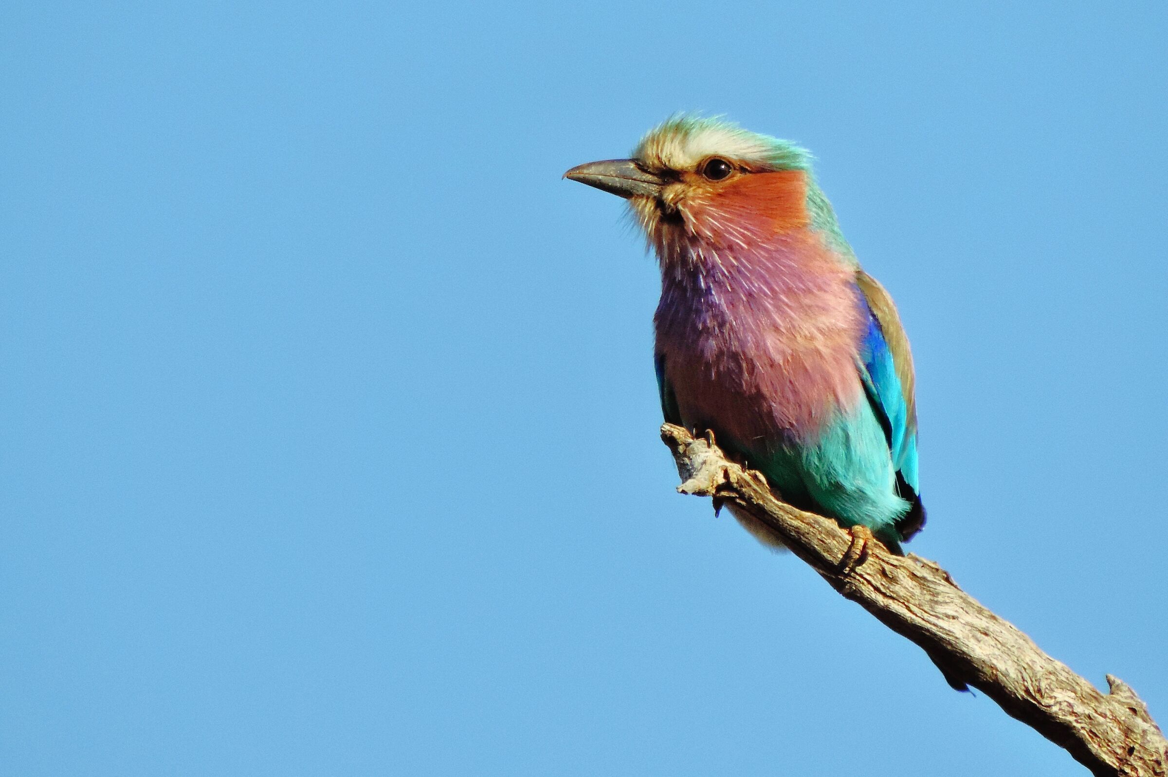 Colored feather - Brazil / Mato Grosso