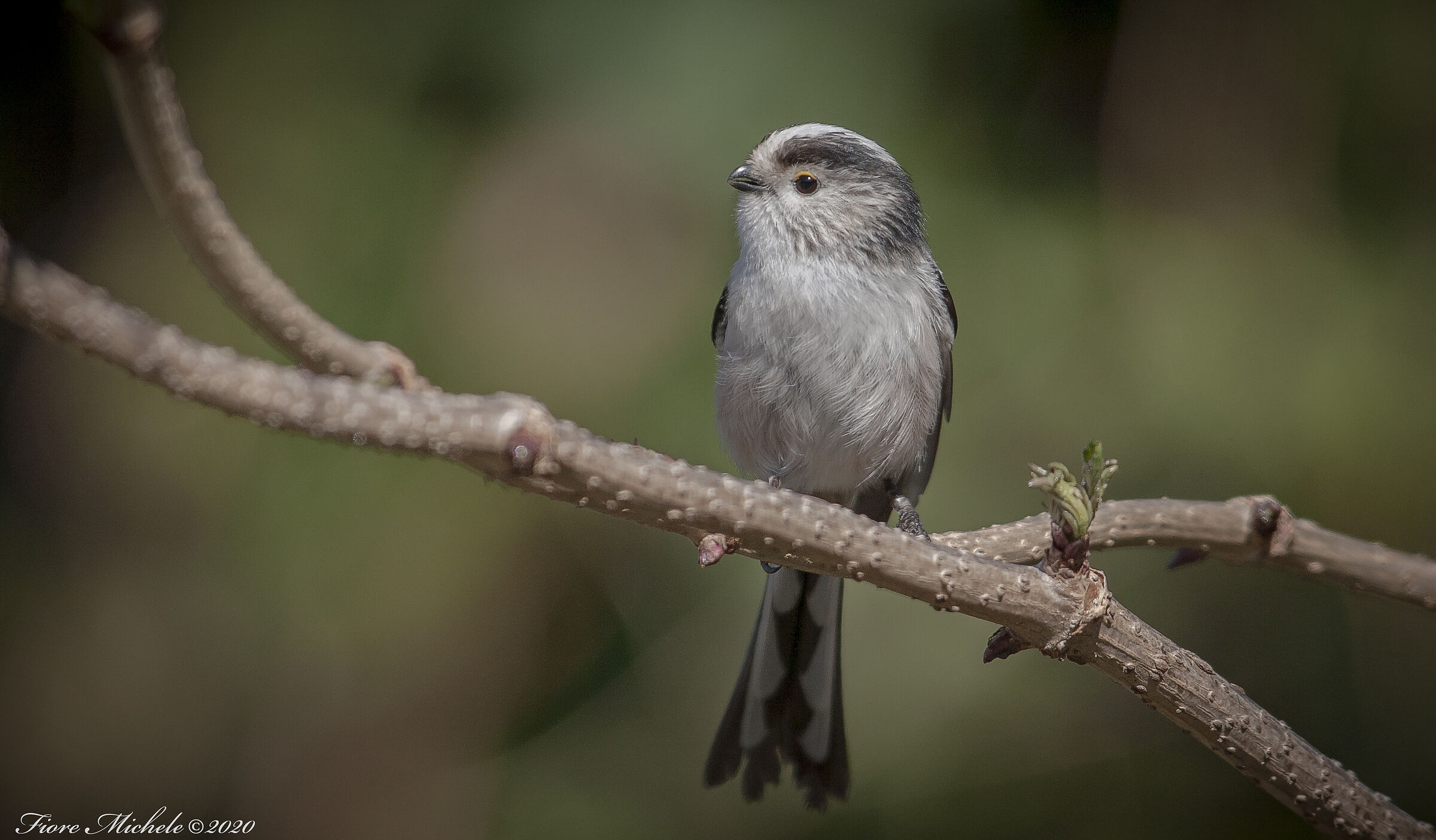 Semplicemente Codibugnolo