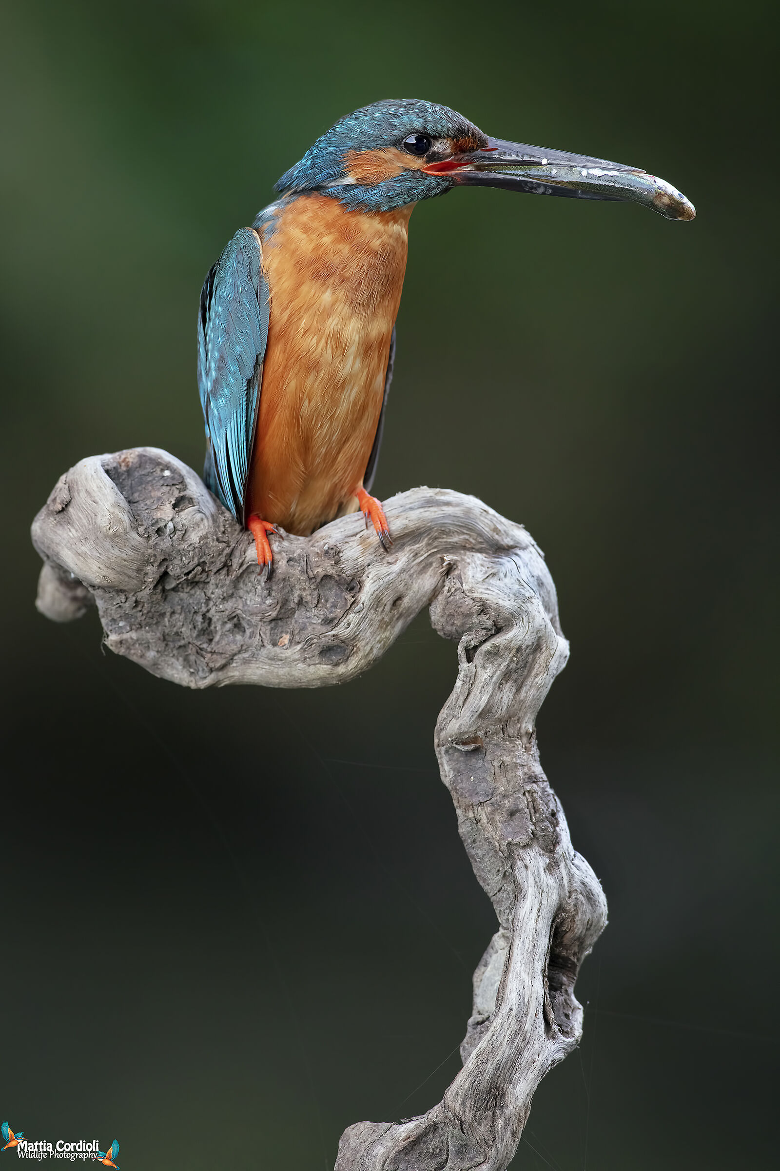 the throne of the king