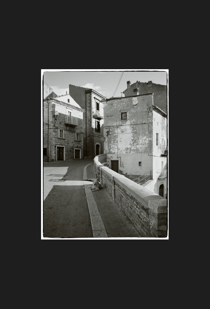 il cane del paese, 2006