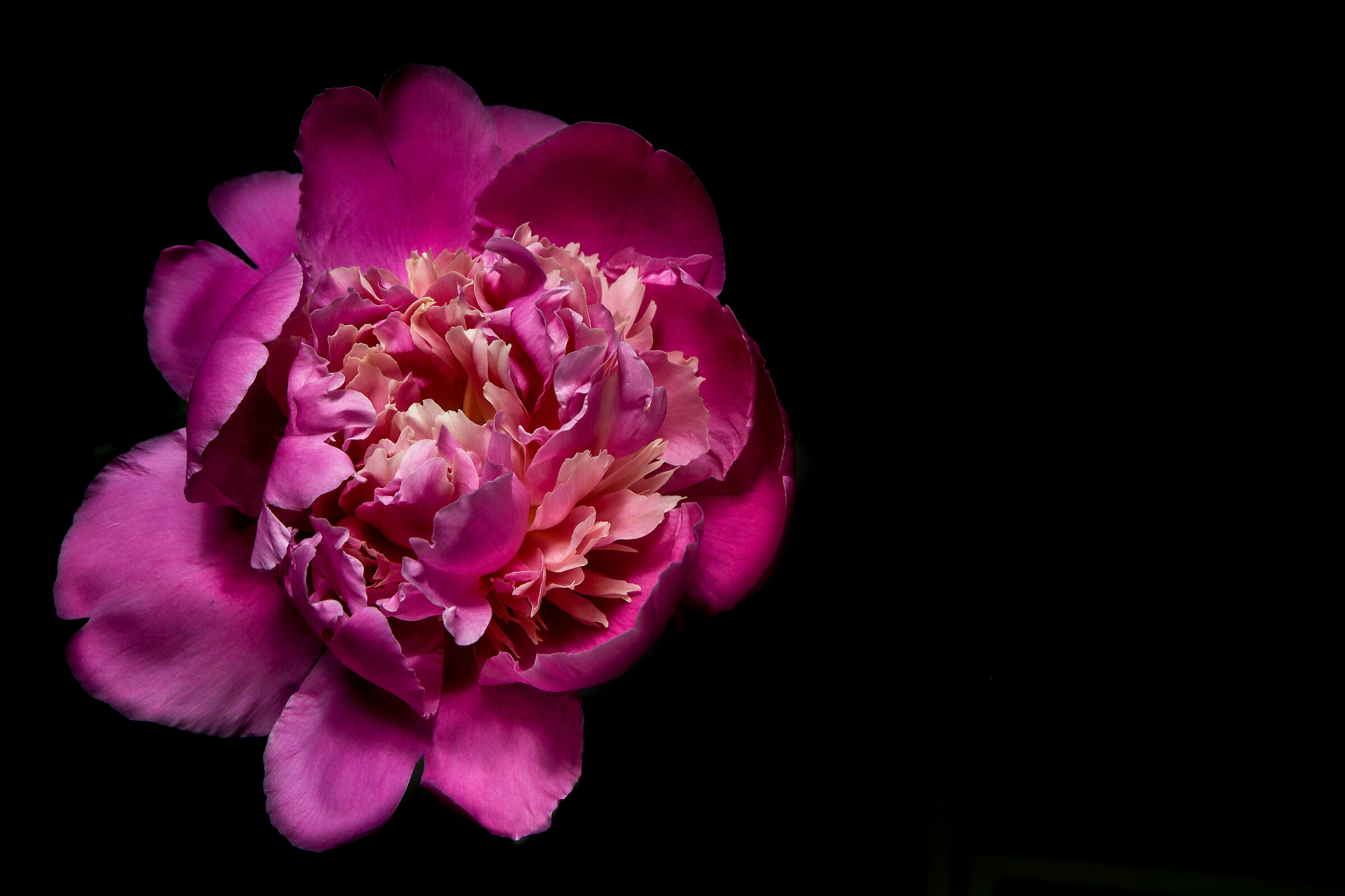 Peonia 2