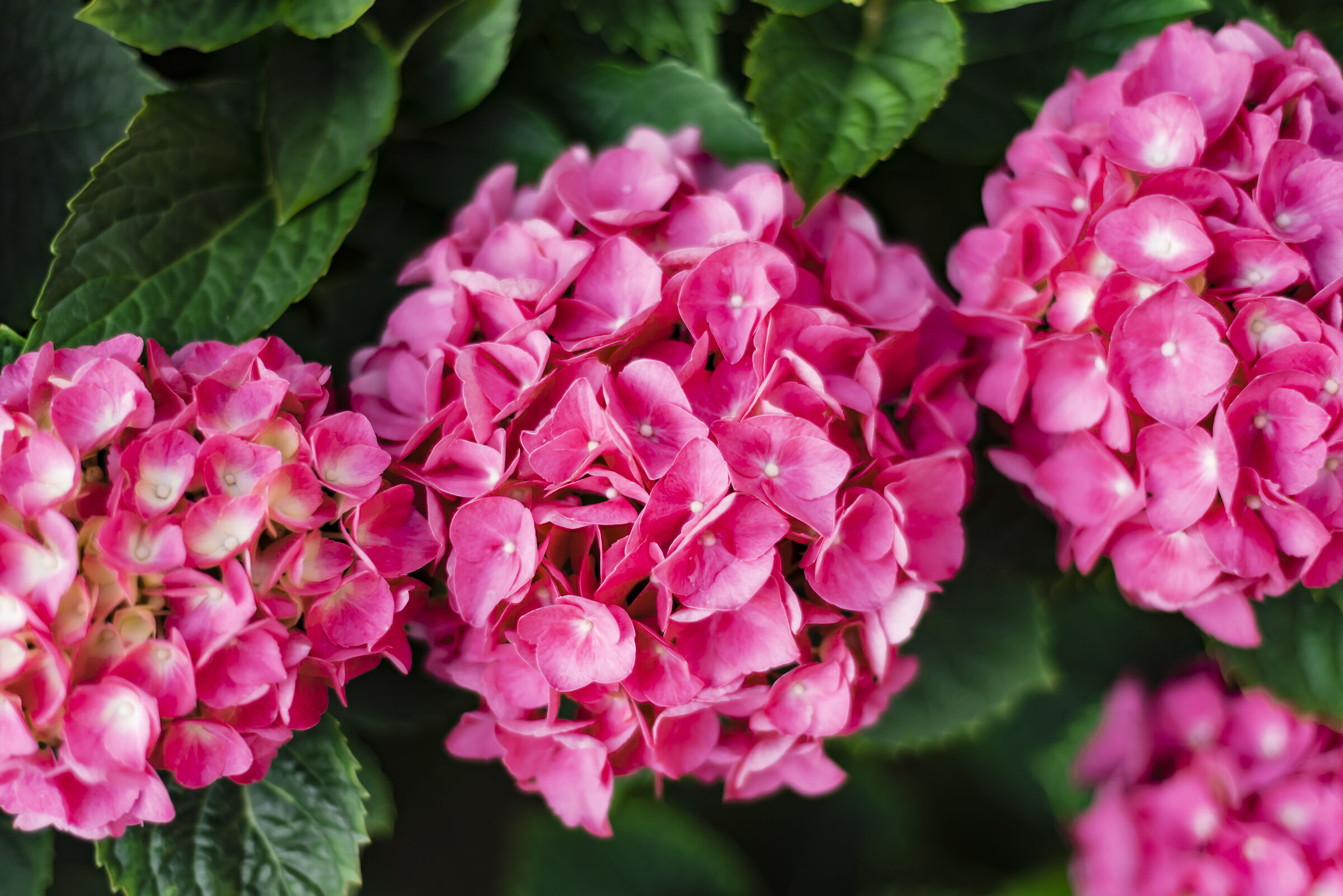 Try D750 hydrangeas