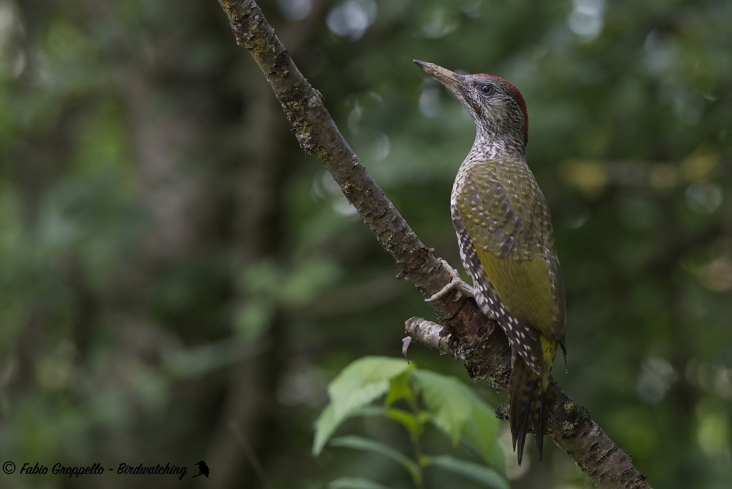 Green woodpecker
