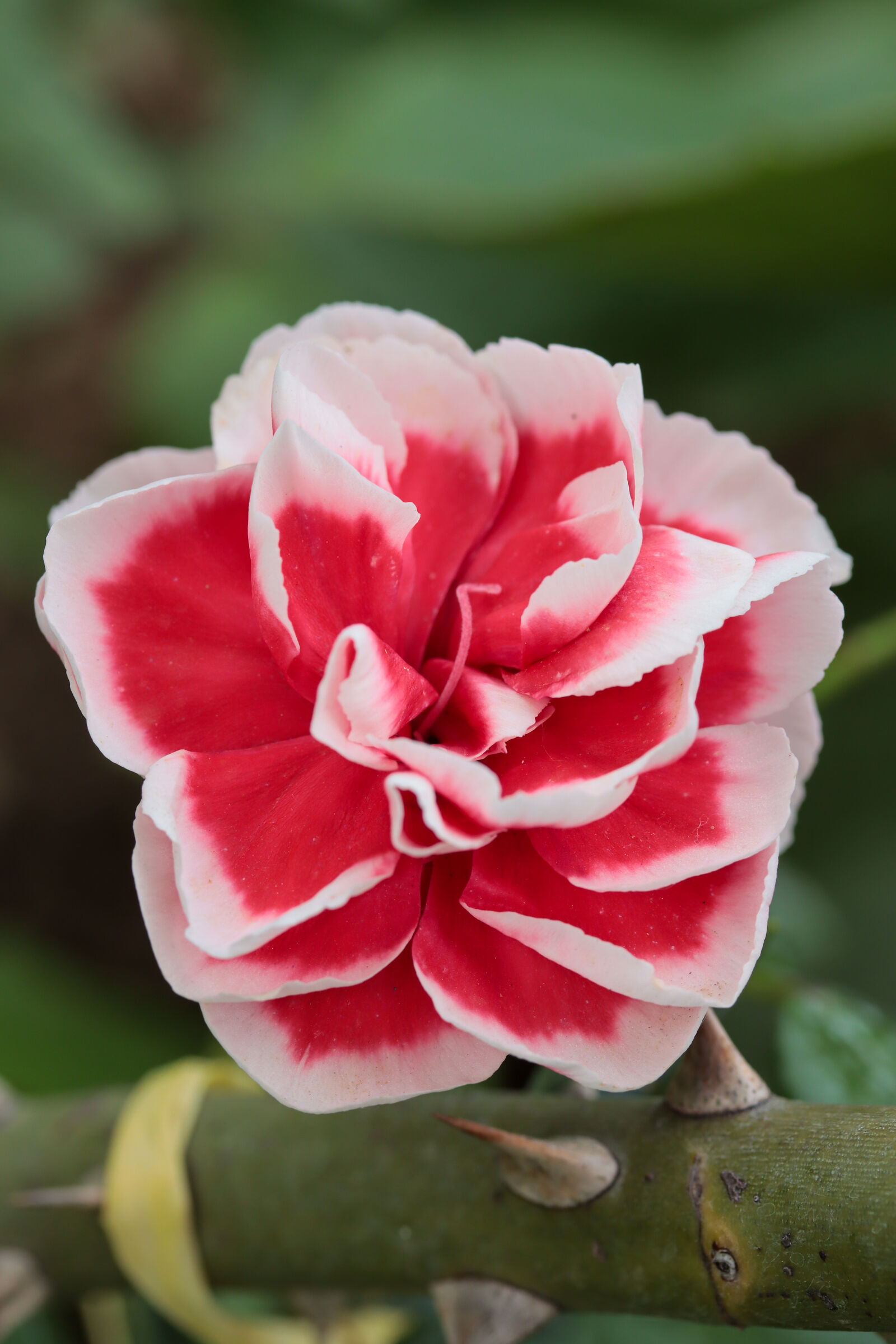 Non c'è garofano senza spine...