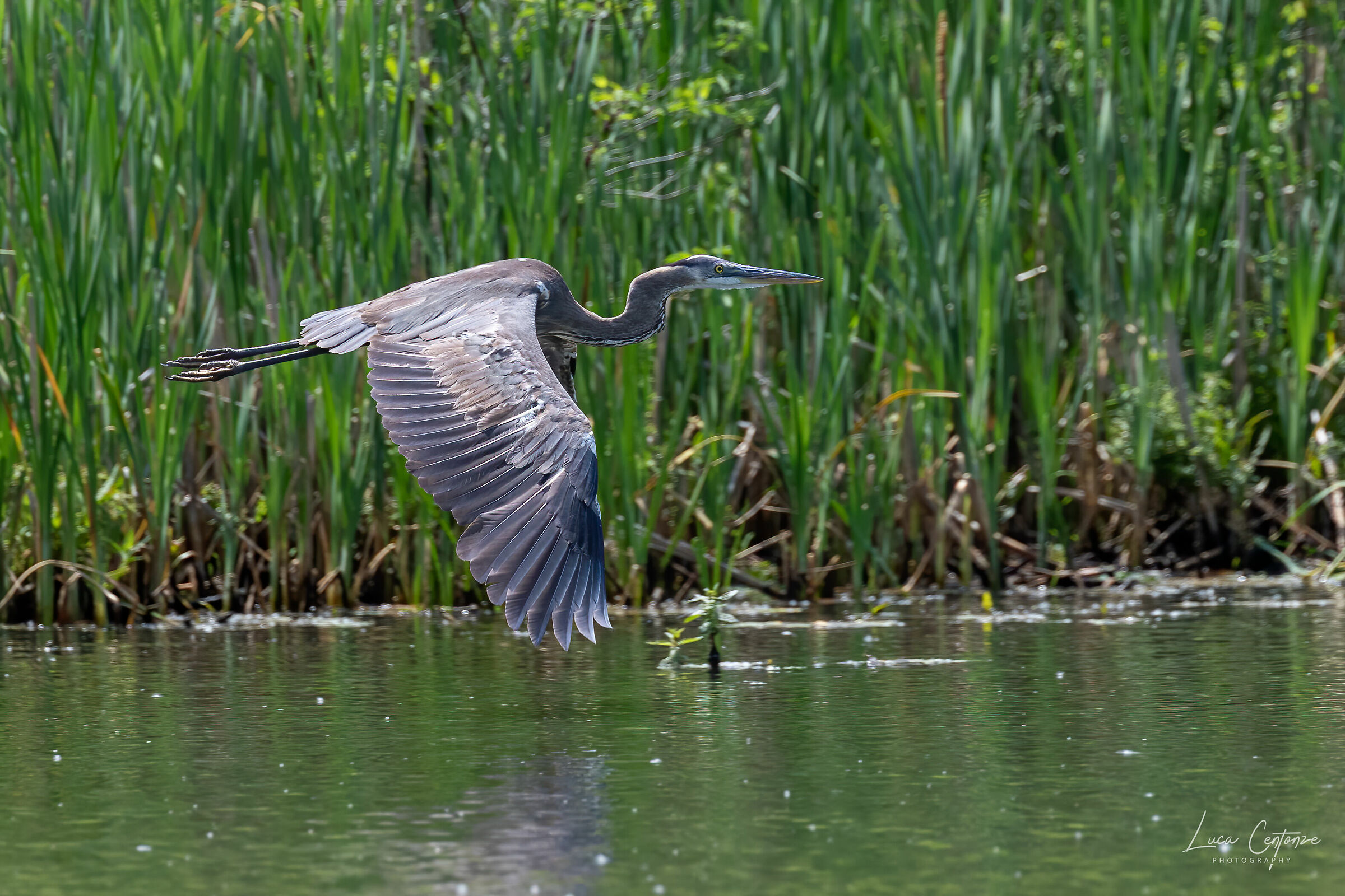 Great Blue Heron