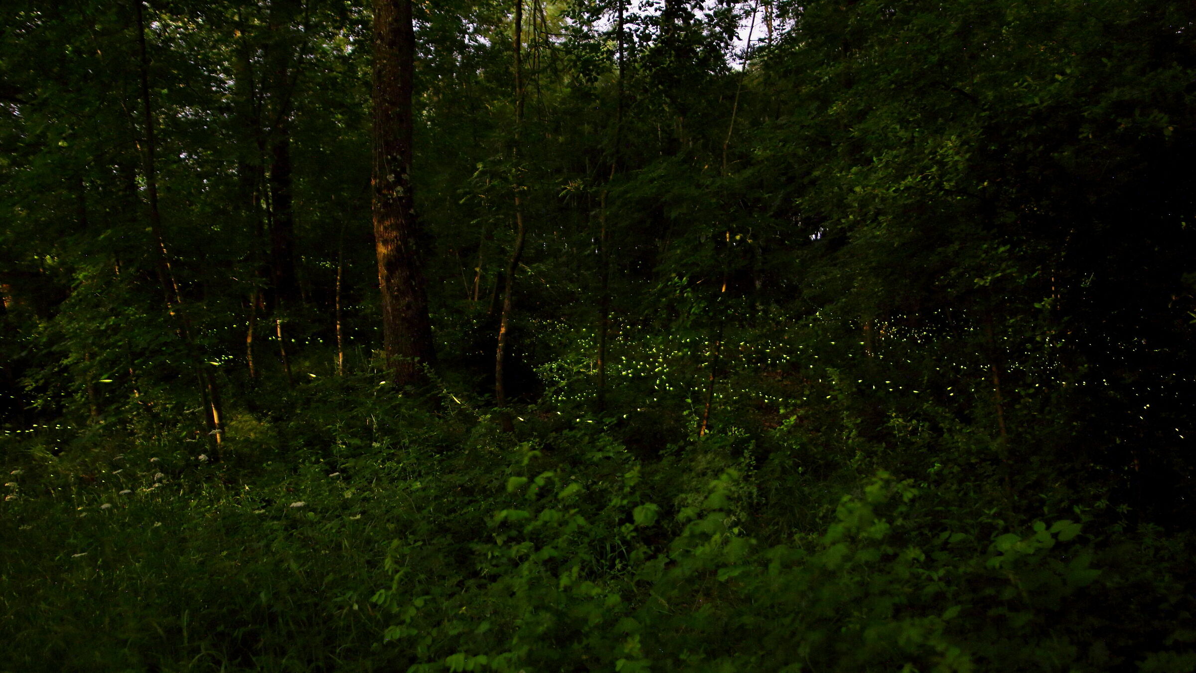 Fireflies in the woods