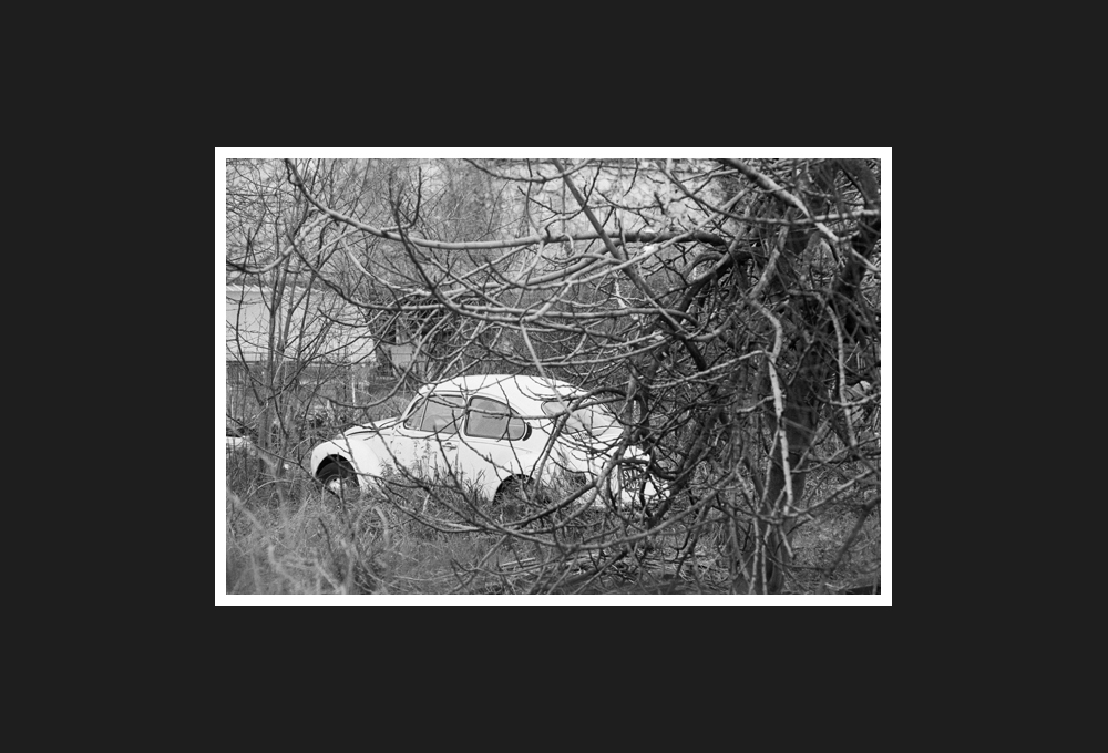 maggiolino bianco, 2014