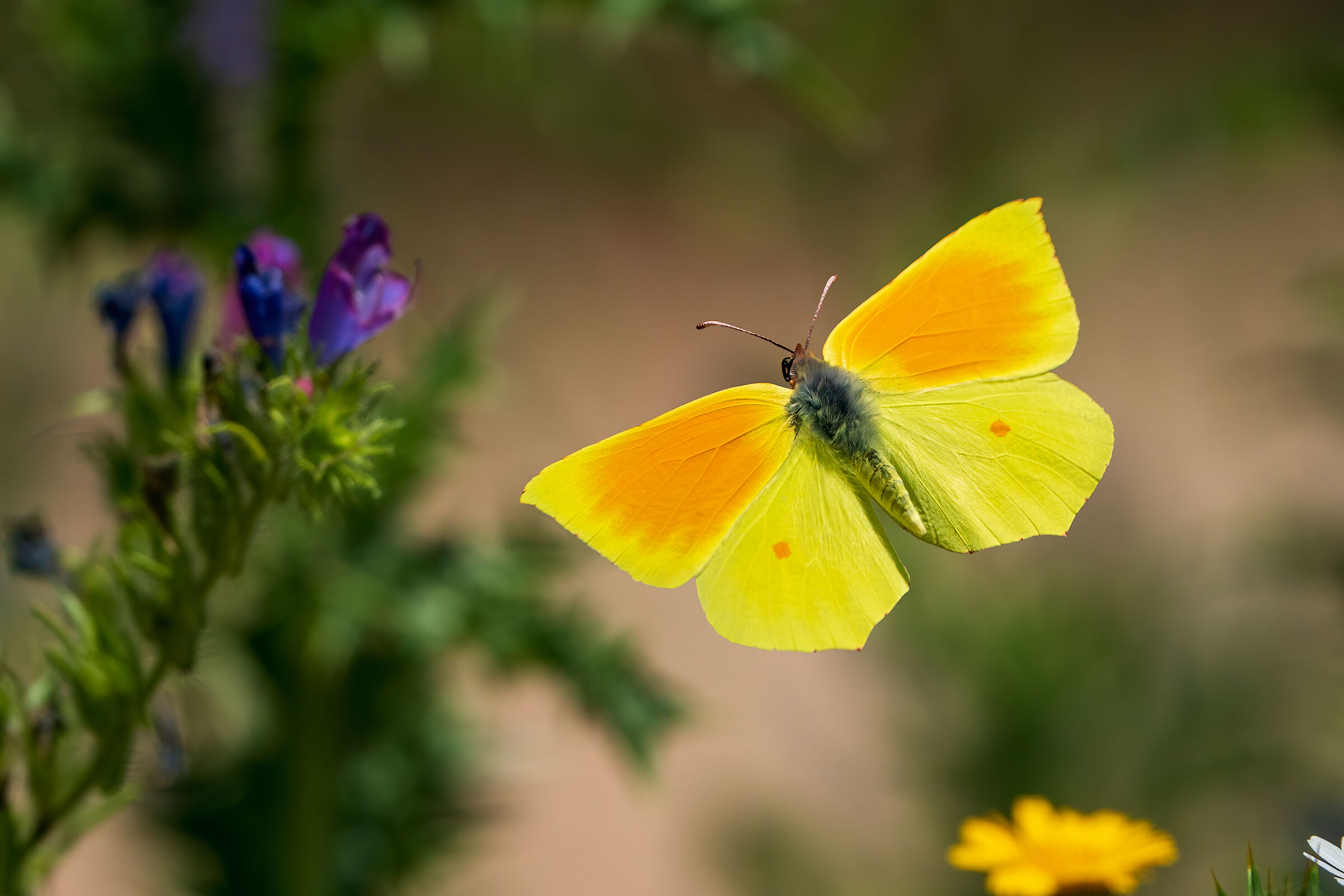 Gonepteryx cleopatra