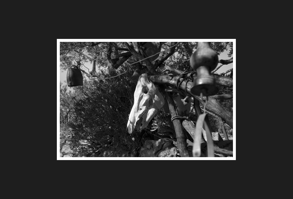 teschio di porco, 2016