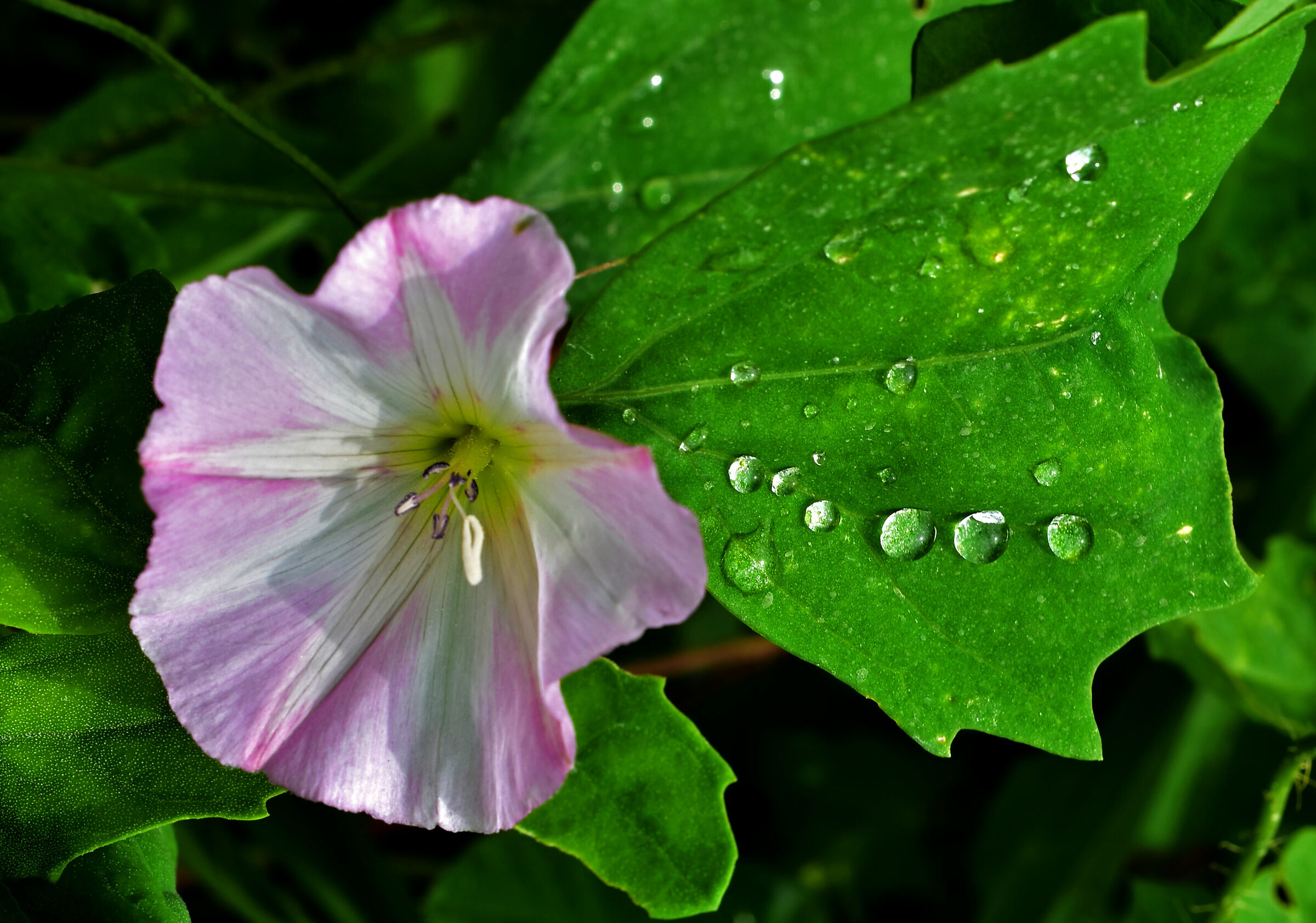Drops over a green leaf