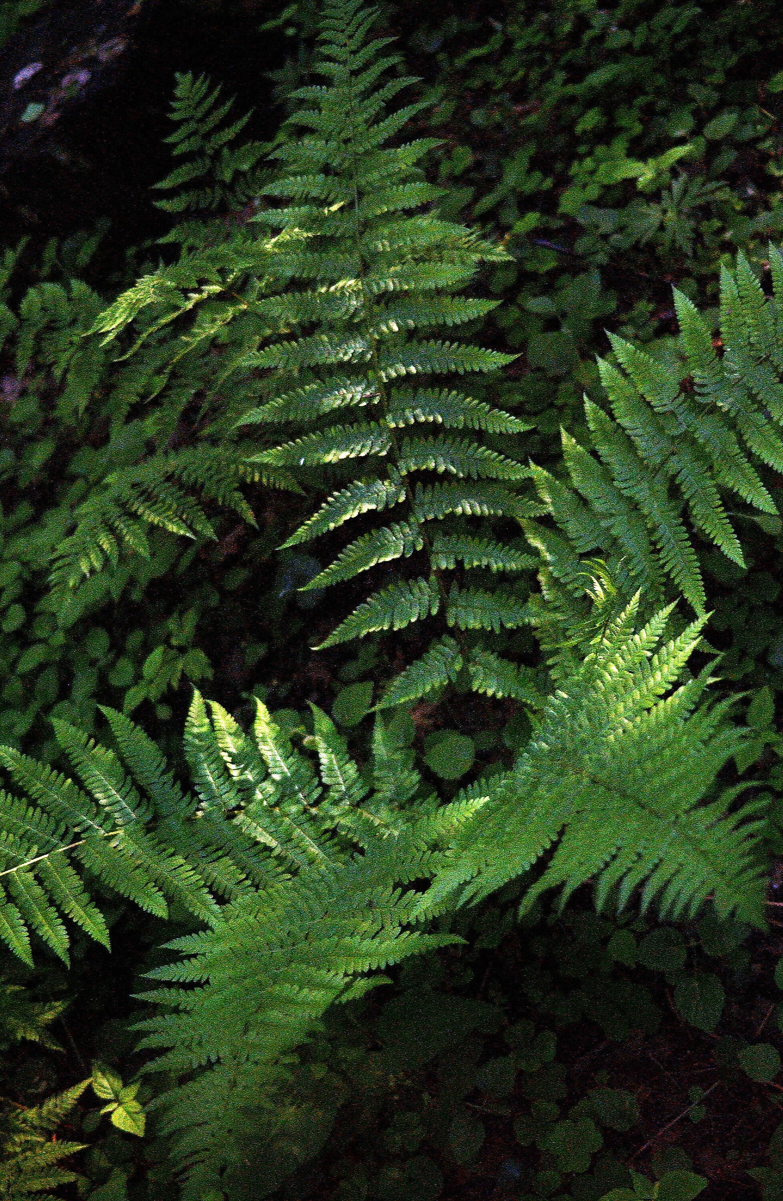 Fern#2