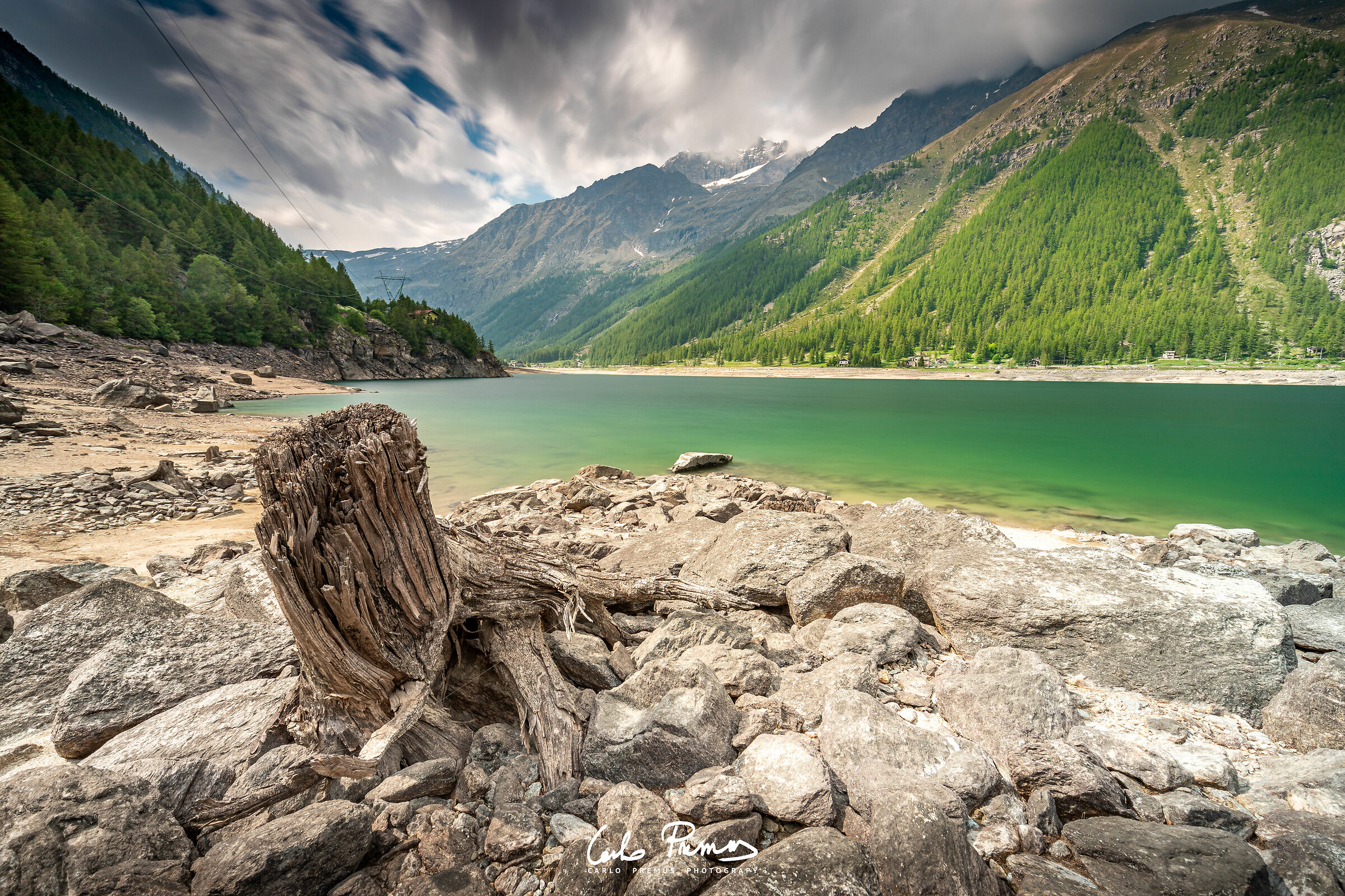 L'albero del lago di Ceresole Reale