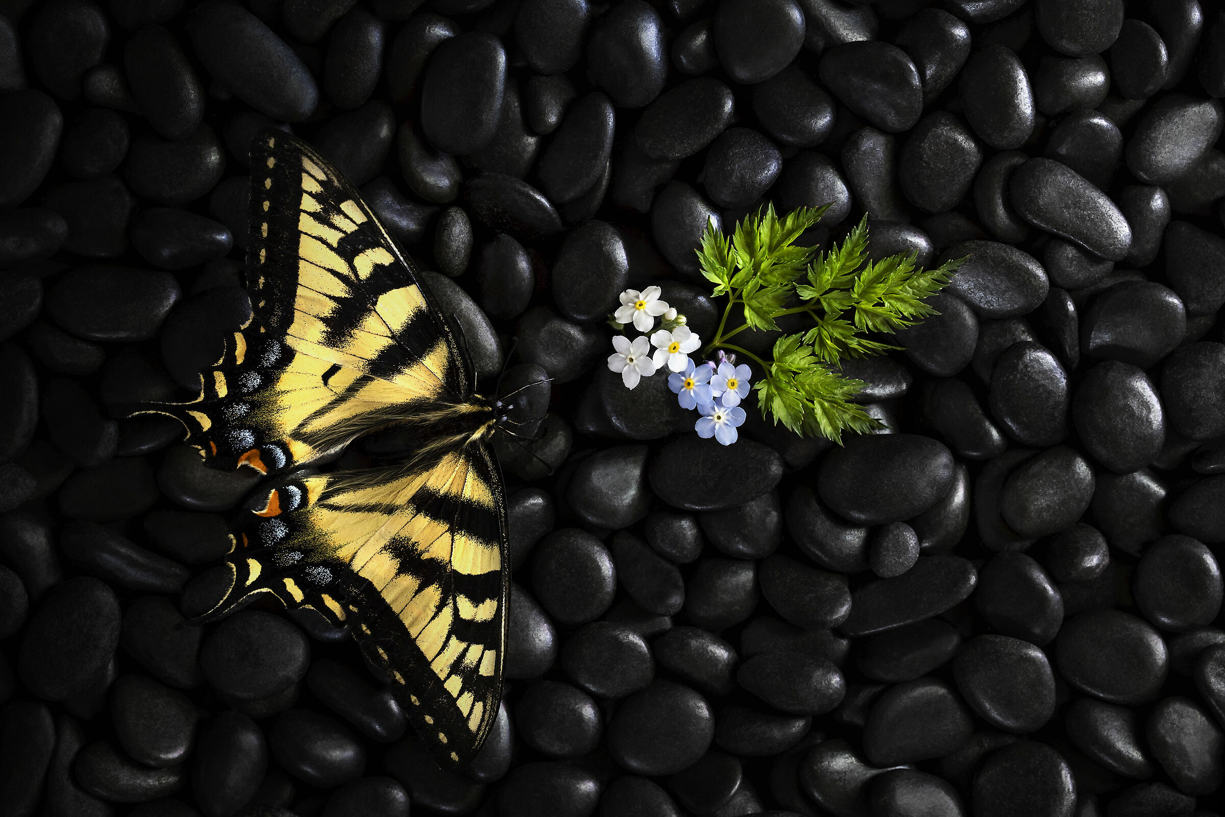 Eastern tiger swallowtail