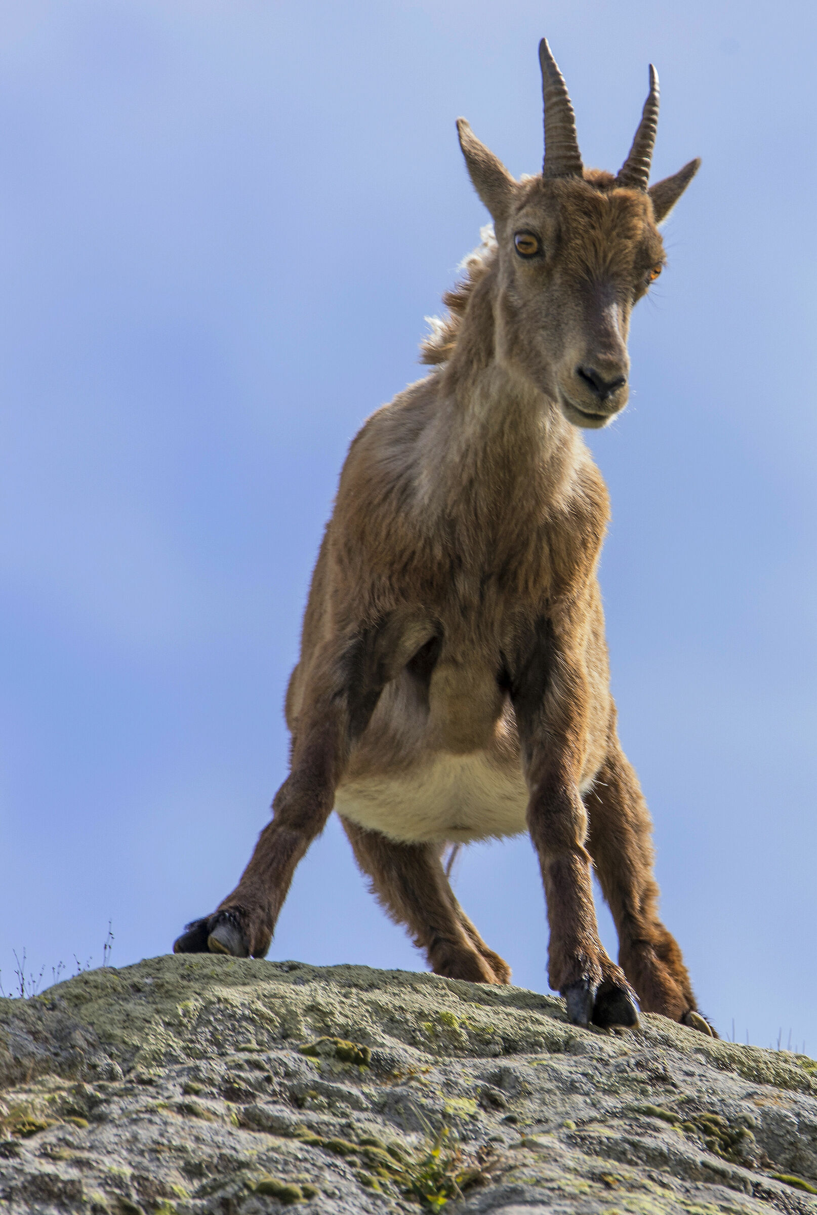 Fermi tutti.....ho visto un umano
