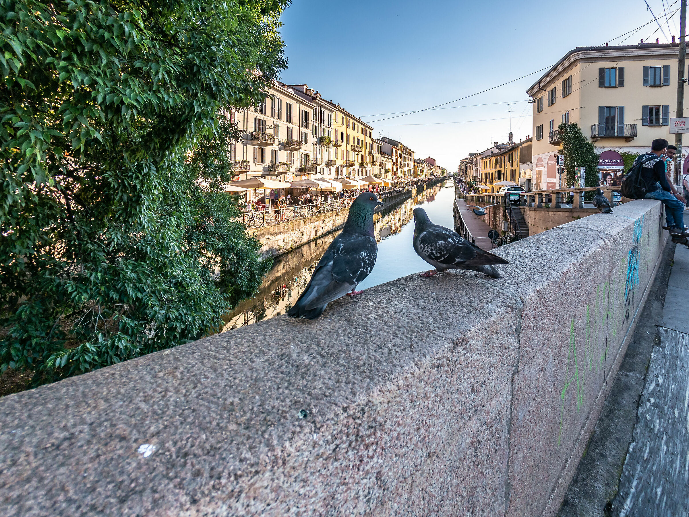 Pigeons on the Ships - Milan