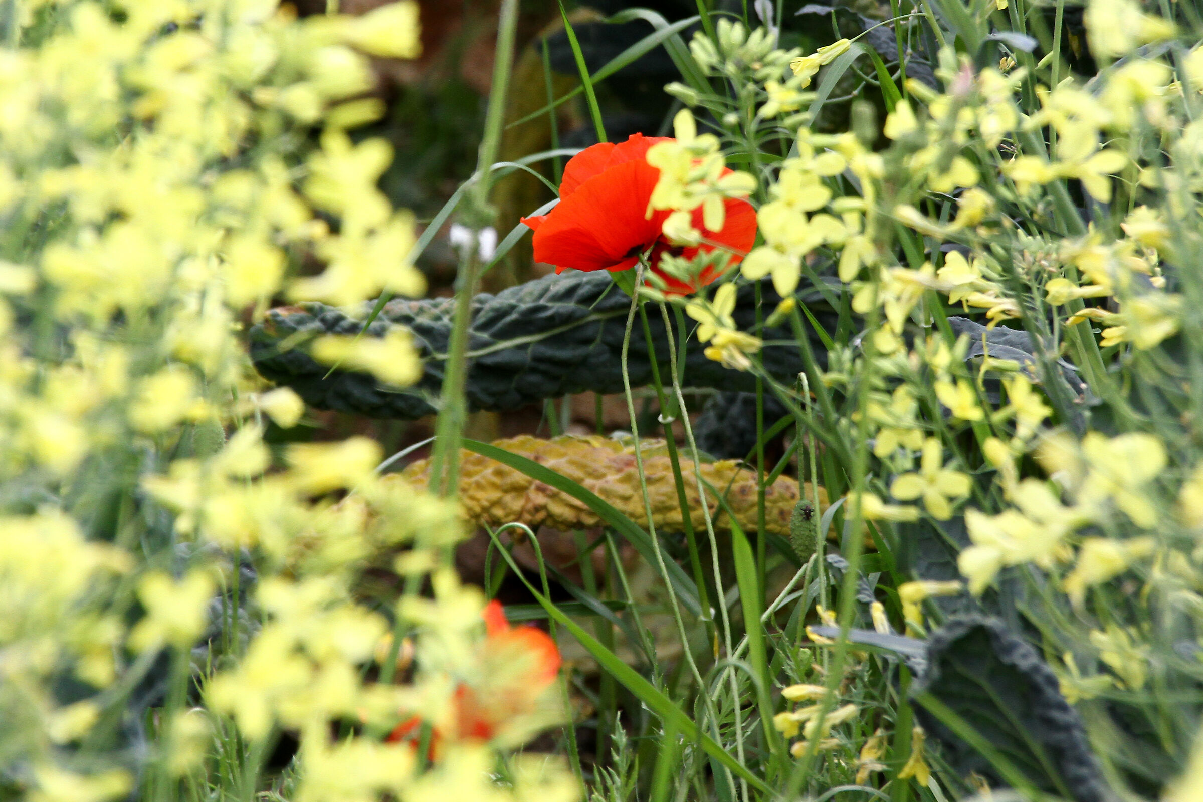 Papavero fra fiori gialli