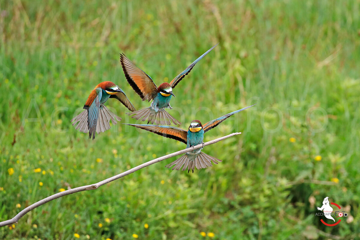 Sequenza di atterraggio