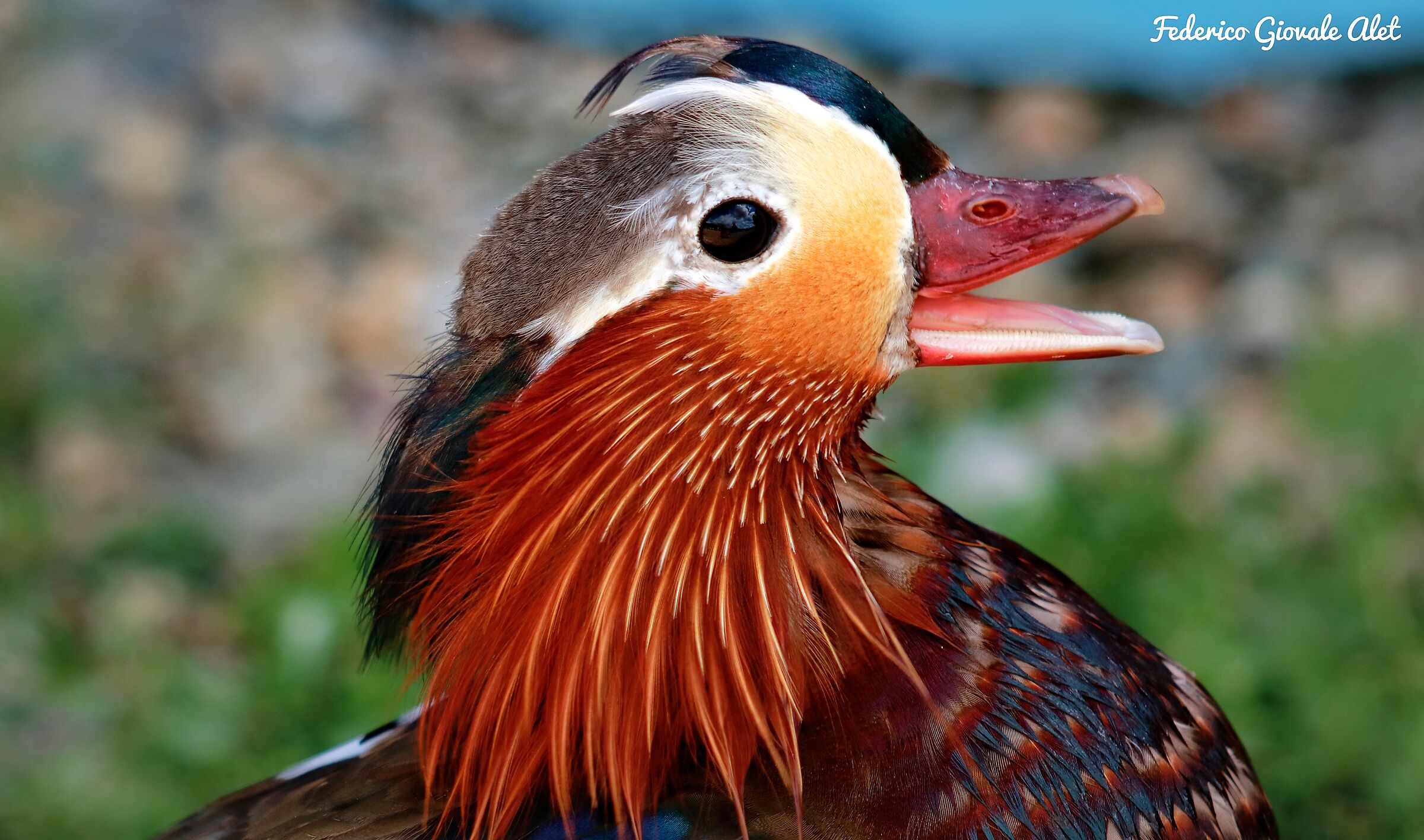 Mandarin Duck - details