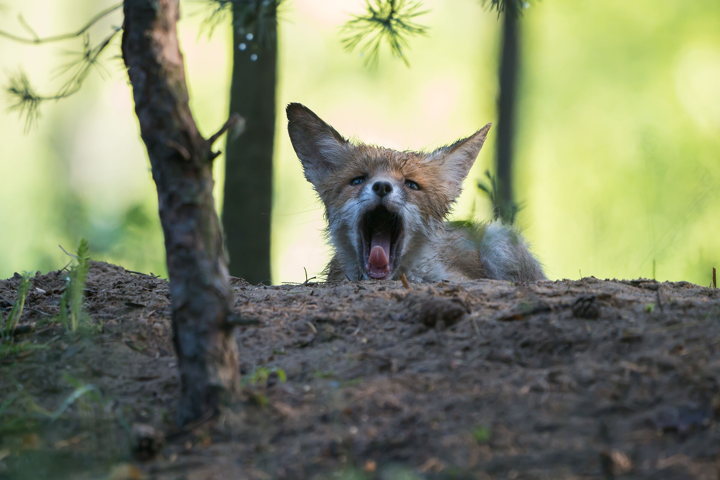 Volpe rossa (Vulpes vulpes)