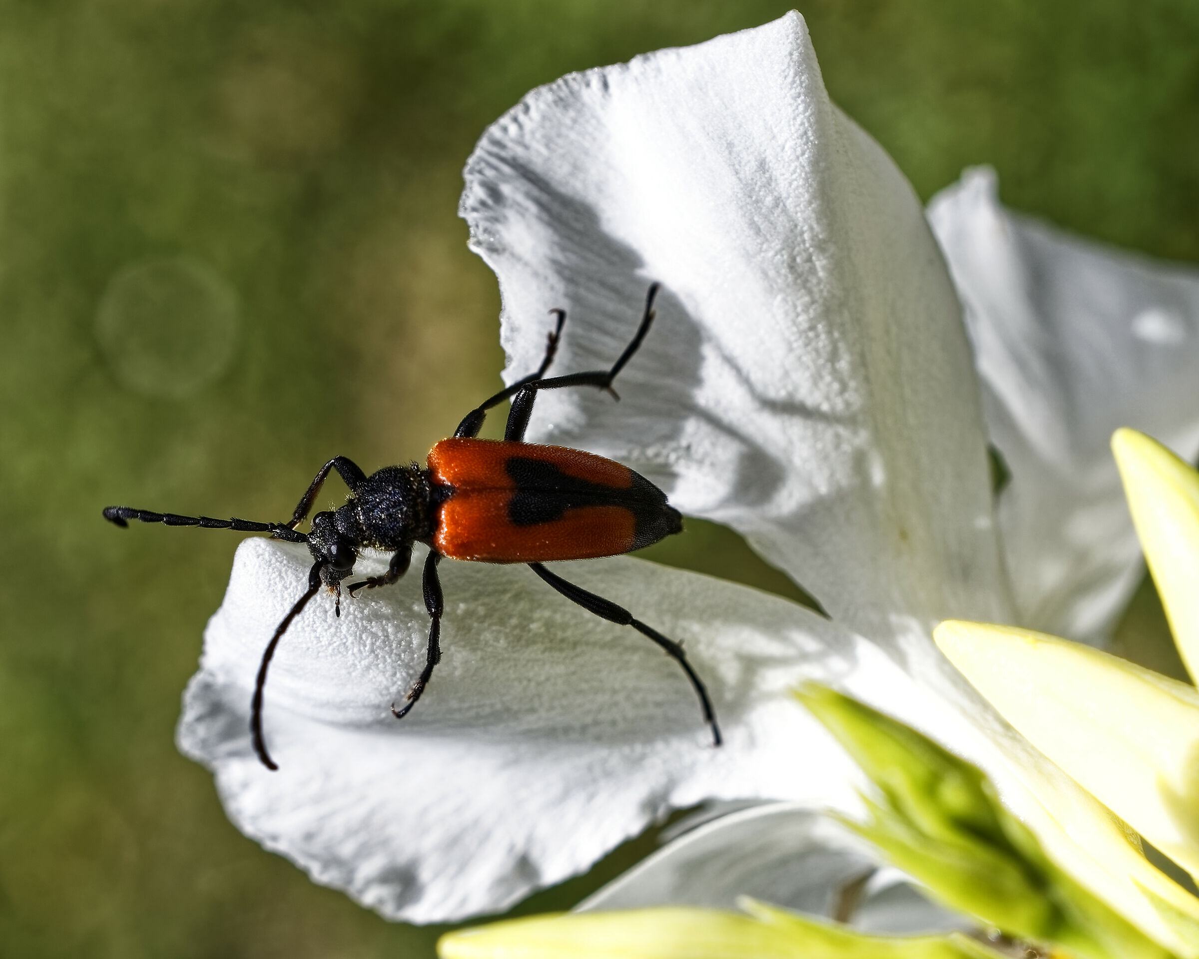 un ospite inatteso (scarabeo rosso)