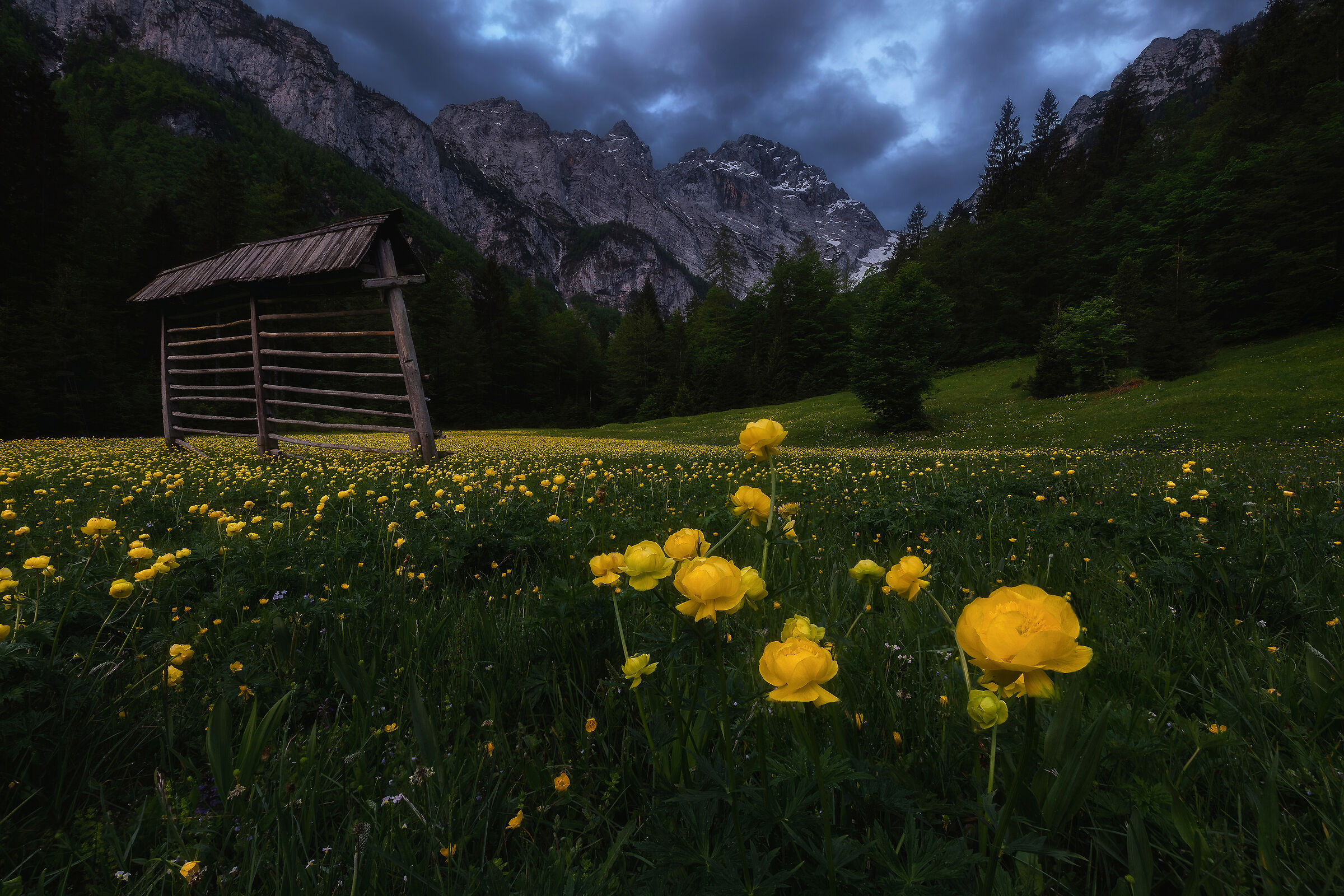 Darkness on the meadow