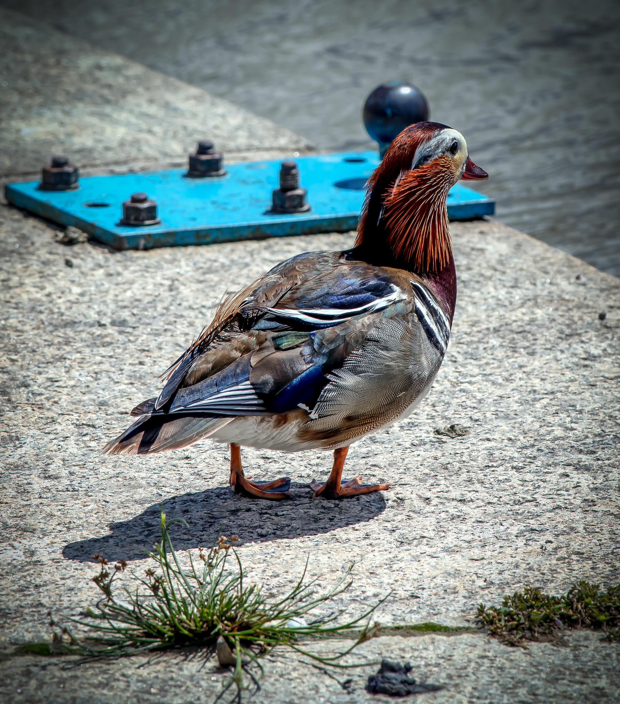 In procinto di fuggire