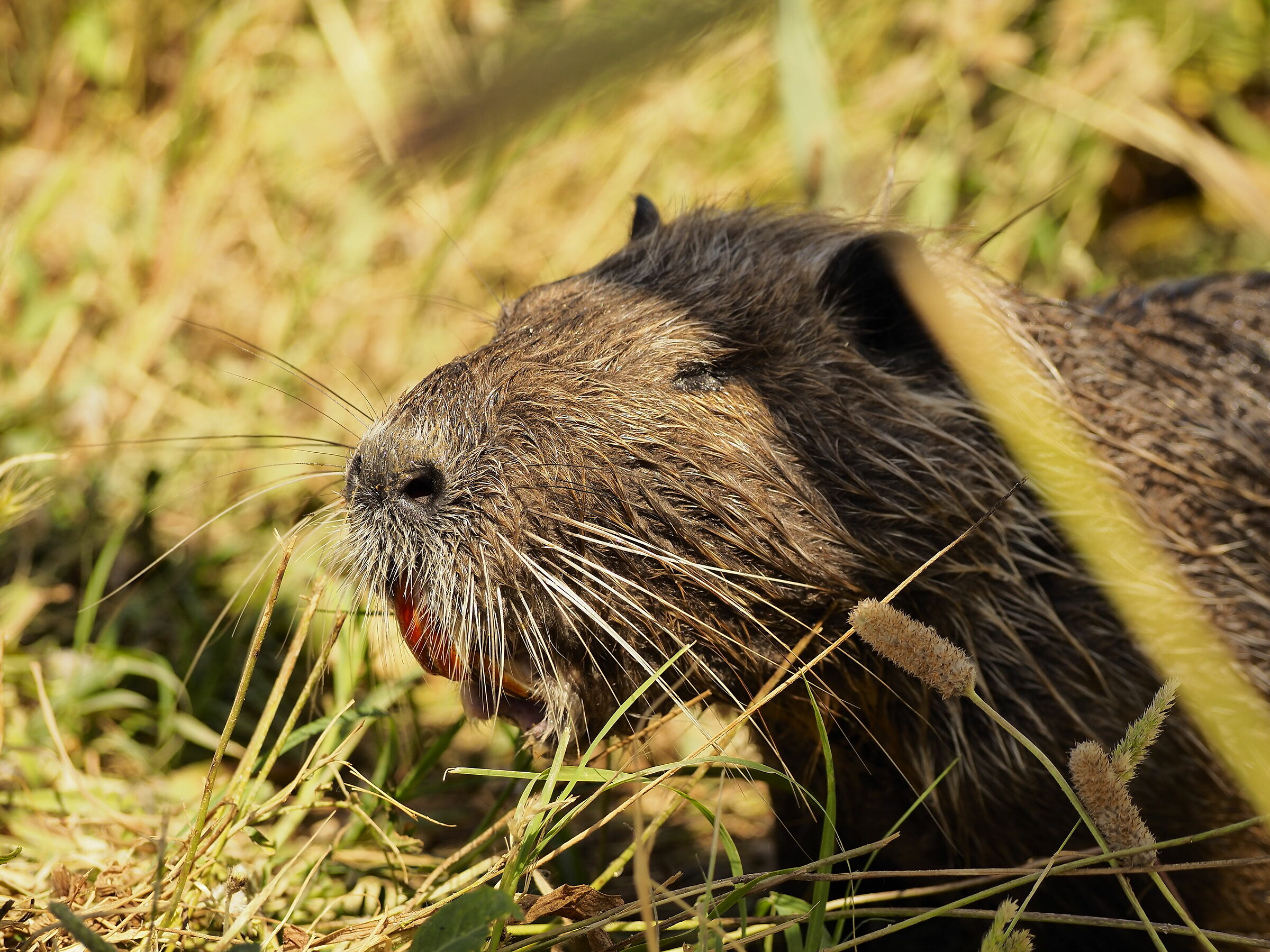 Nutria