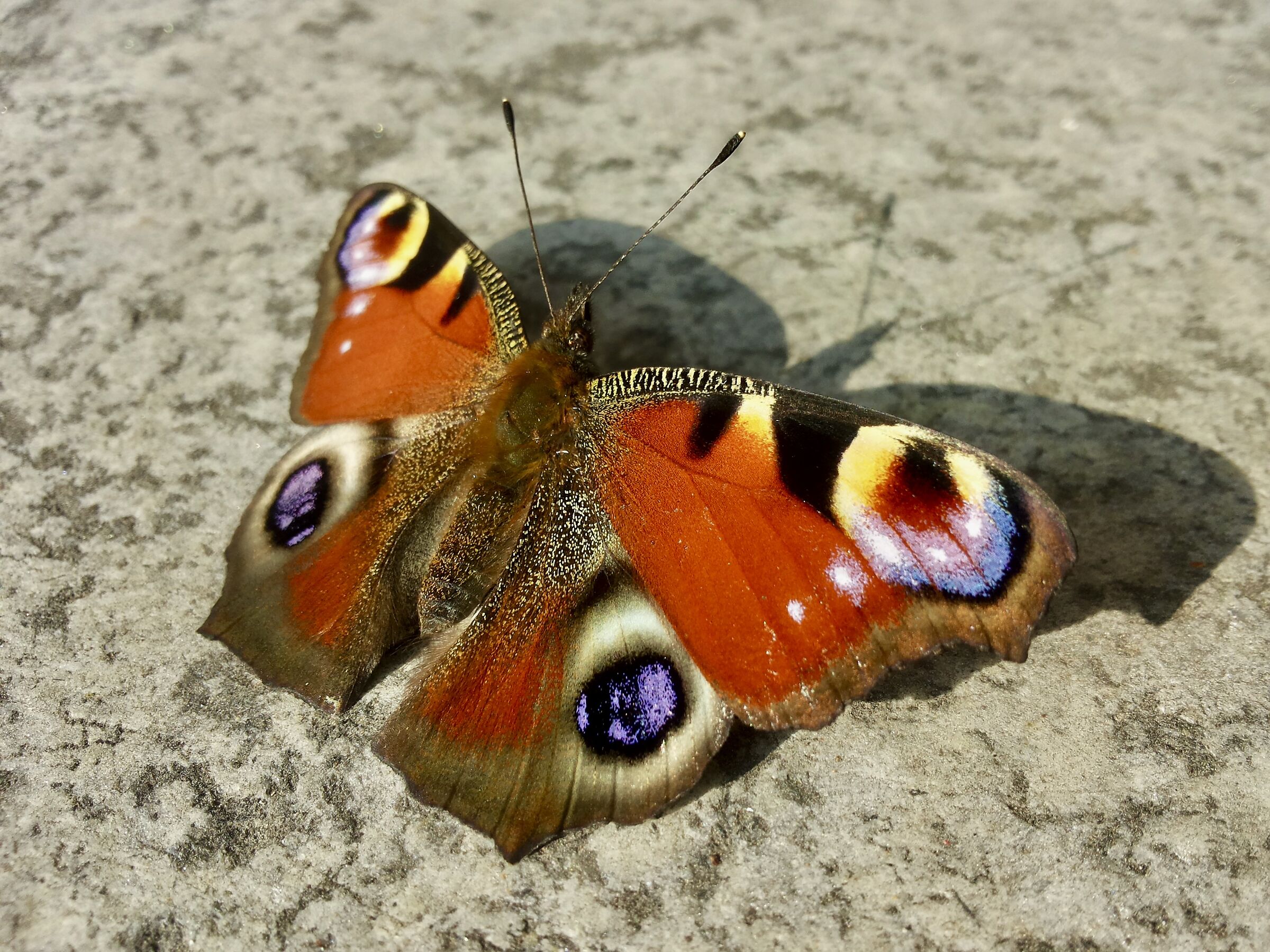 Unexpected beauty