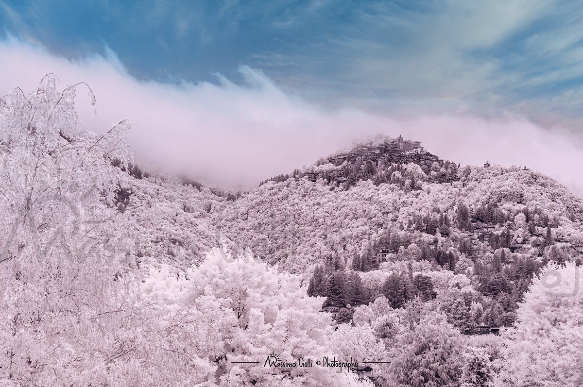 Field of Infrared Flowers