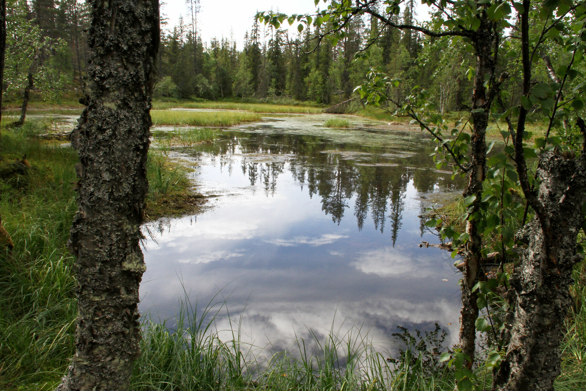 Parco Pallas-Yllästunturi  (Finlandia)
