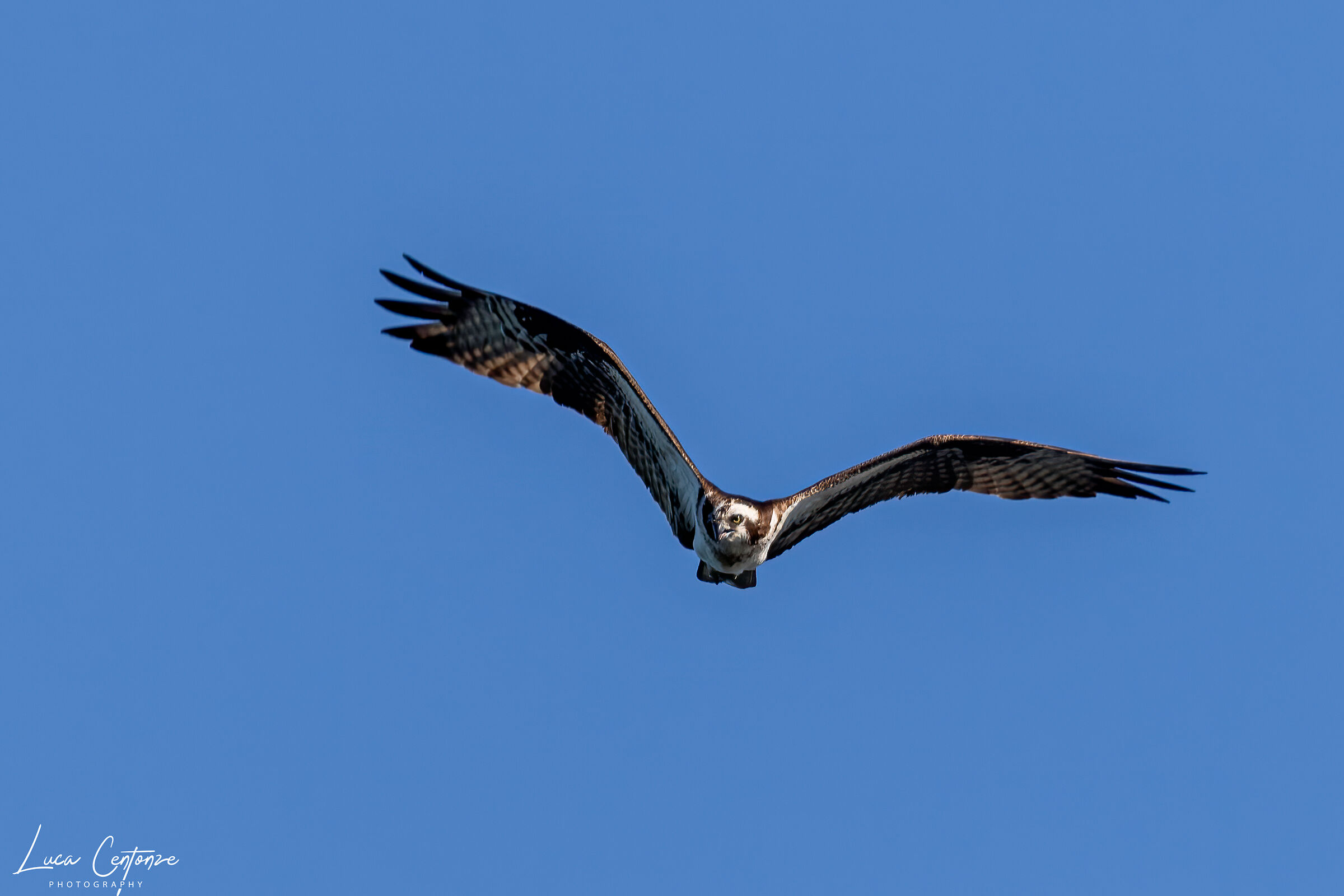 Osprey/Falco Pescatore (Pandion haliaetus)