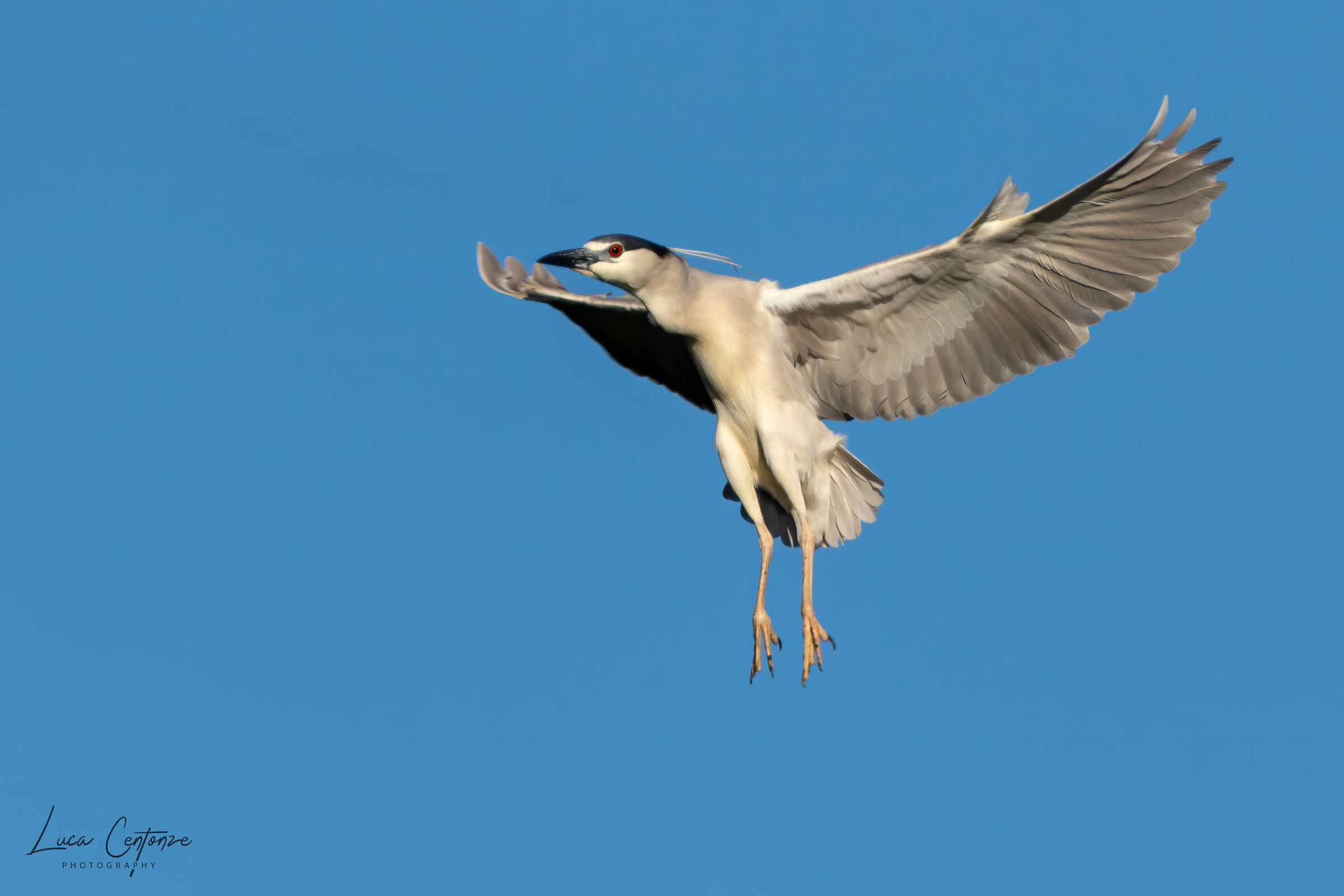 Night heron/Nitticora (Nycticorax nycticorax)