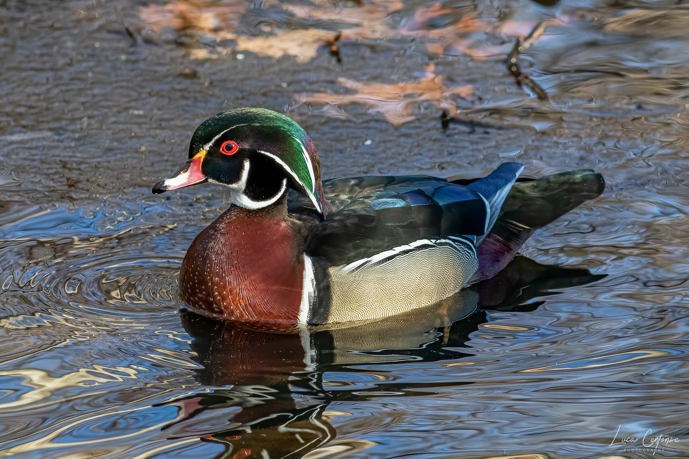 Wood Duck/Anatra Sposa (Aix sponsa)