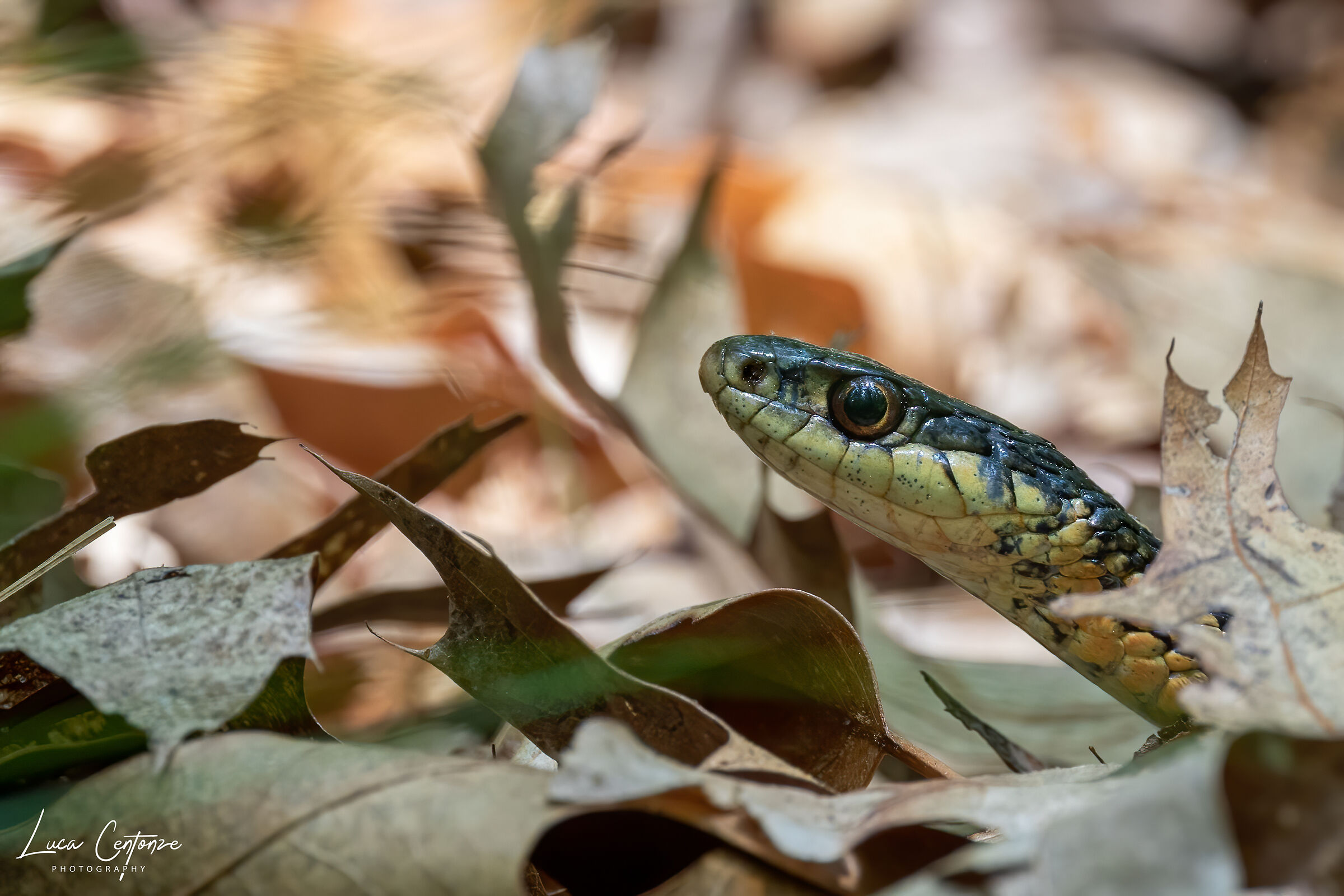 Serpente giarrettiera/Garter snake (Thamnophis sirtalis