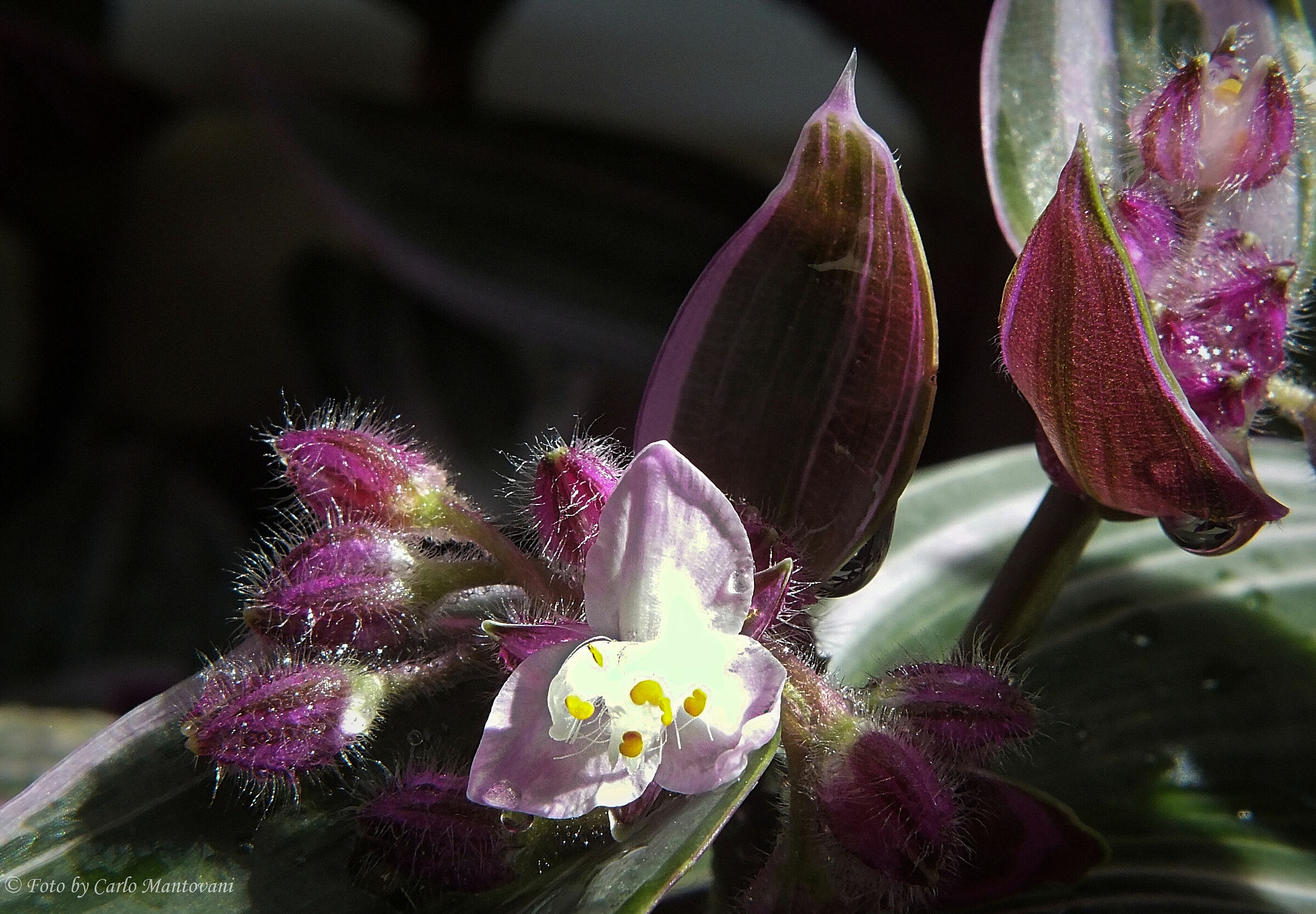 Fiori di zebrina pendula