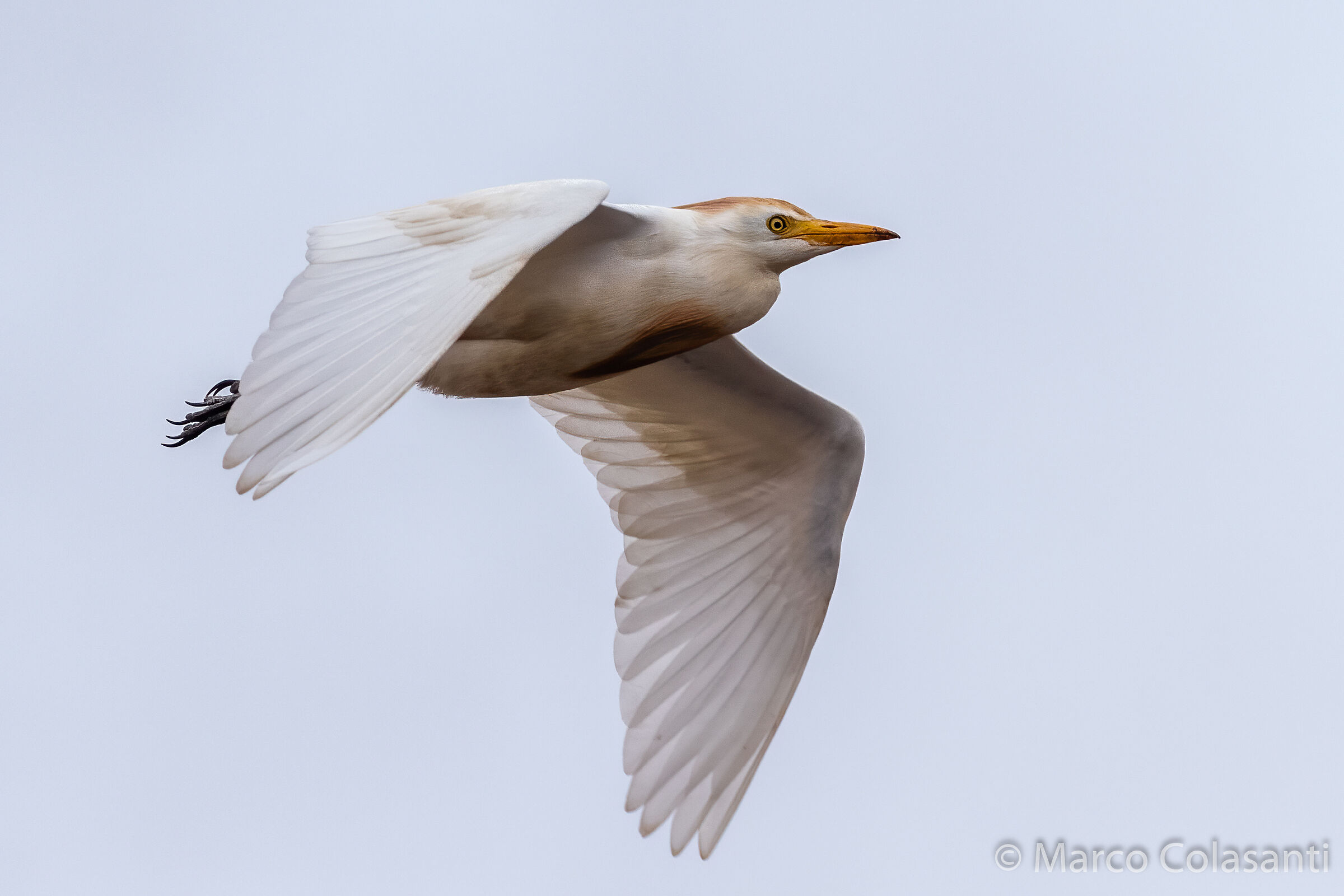 Herons guardabuoi .... Citizen