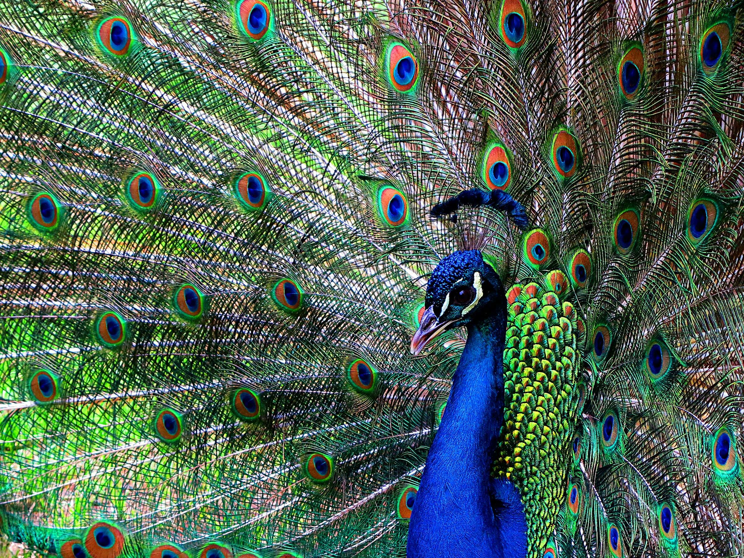 Pavo cristatus