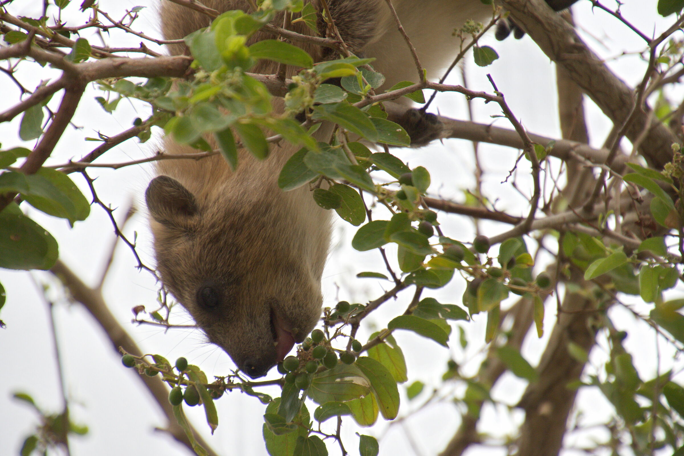 Rock Hyrax