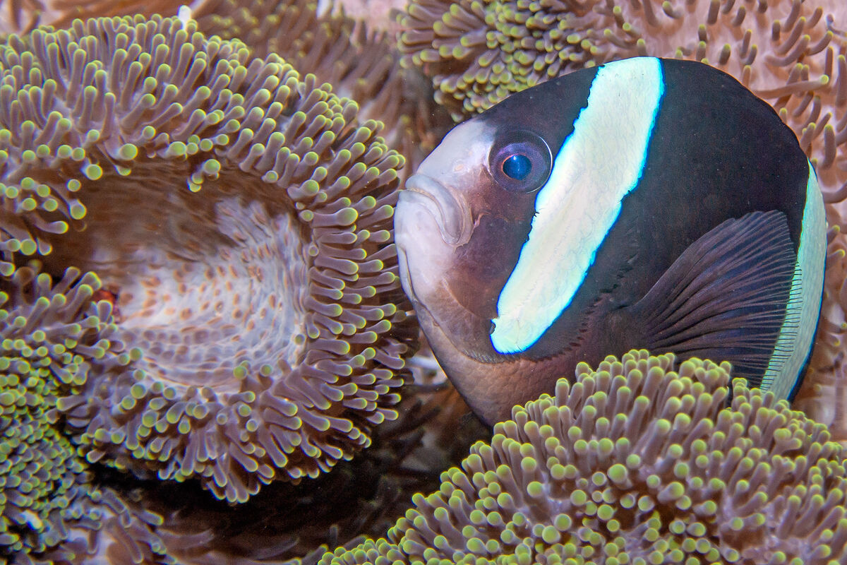 Fermo o mi ci infilo!