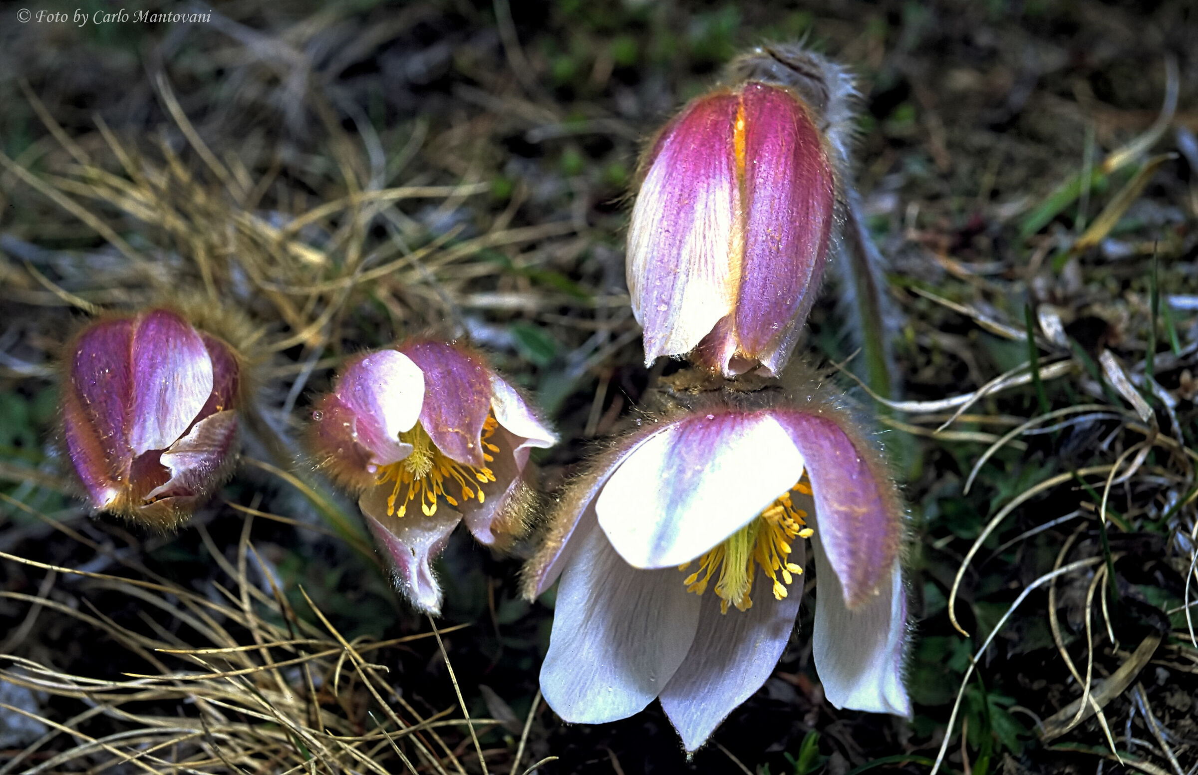 Pulsatilla Vernalis