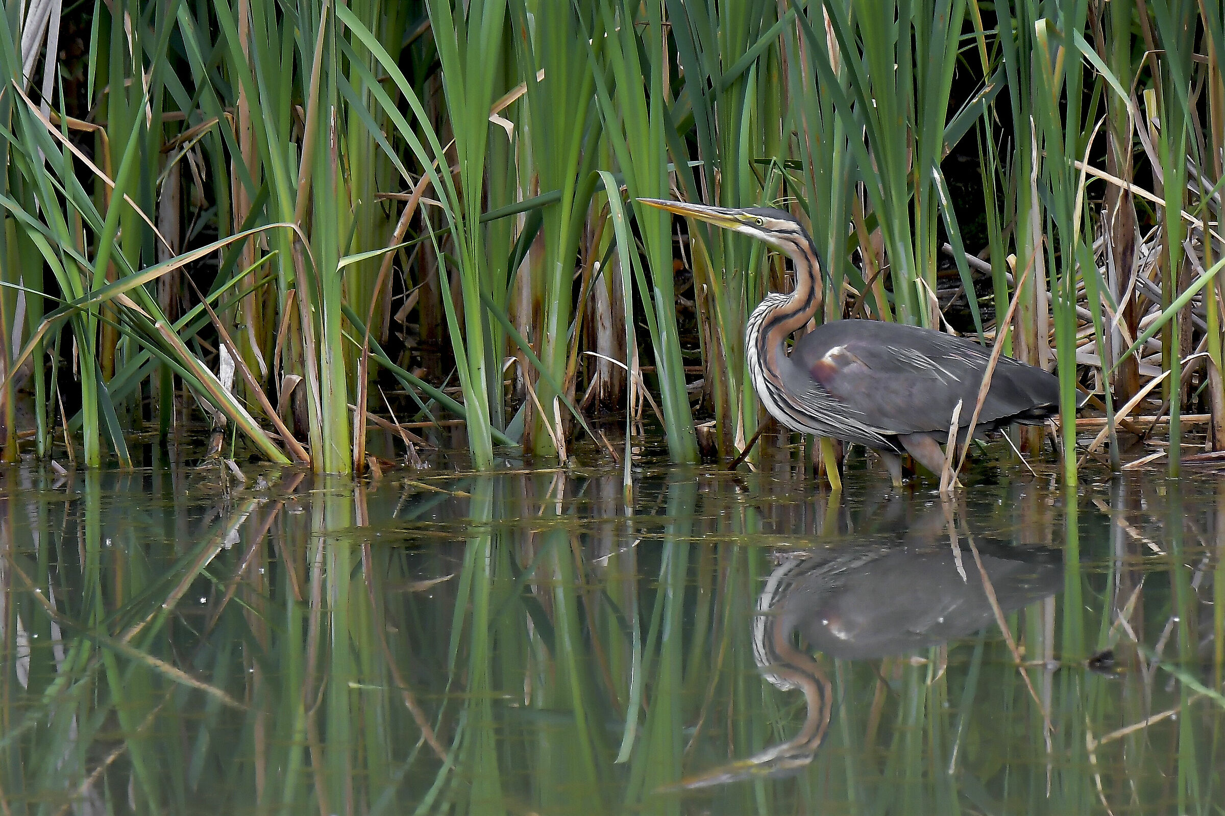 red heron to oasis lipu ces.mad.MB