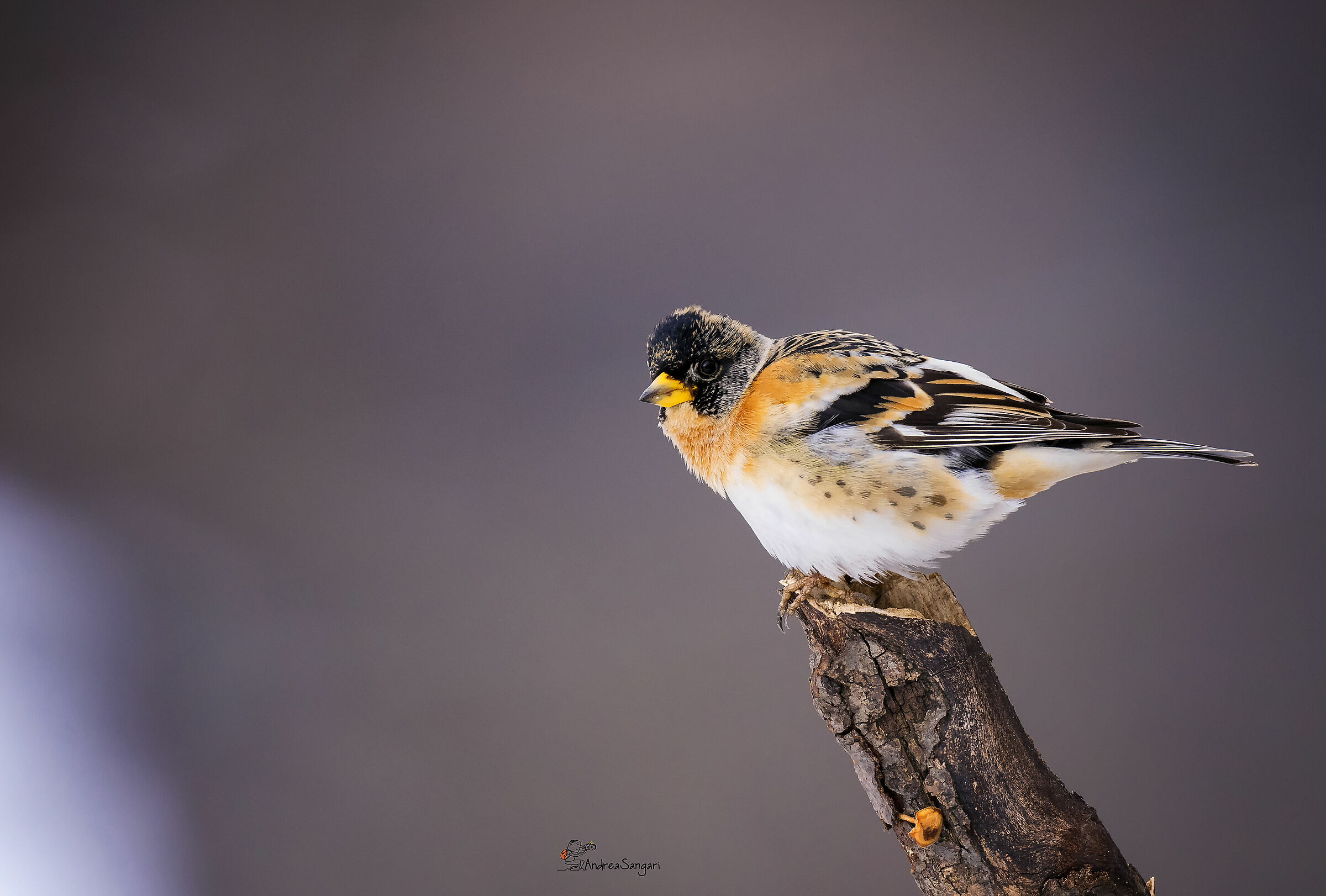 L'ultima peppola....