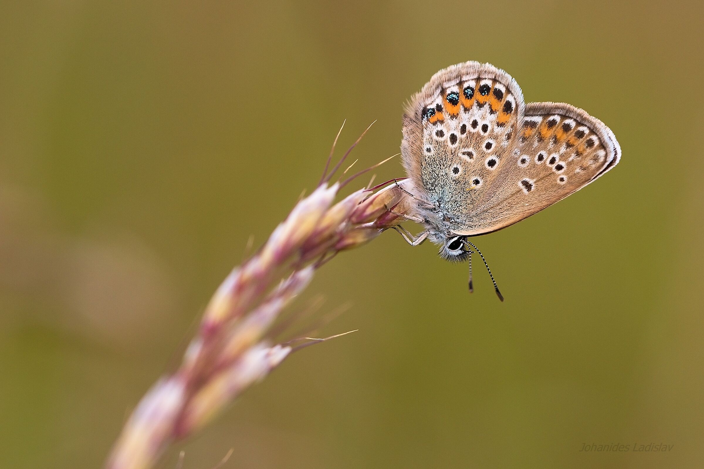 Plebejus argus