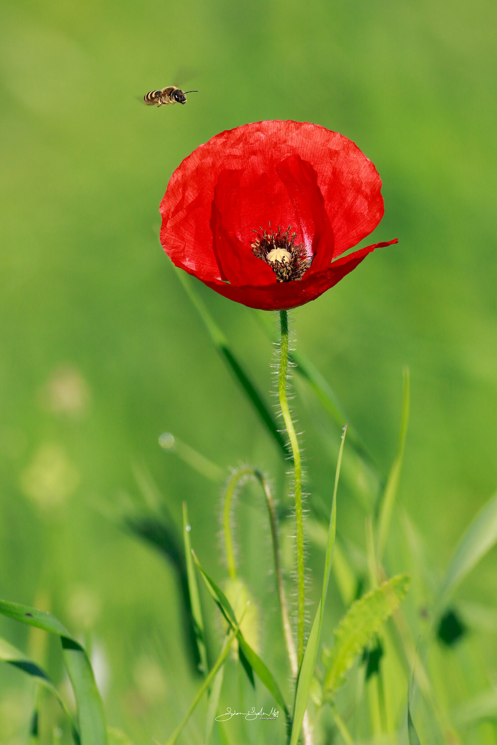 The Bee and the Poppy