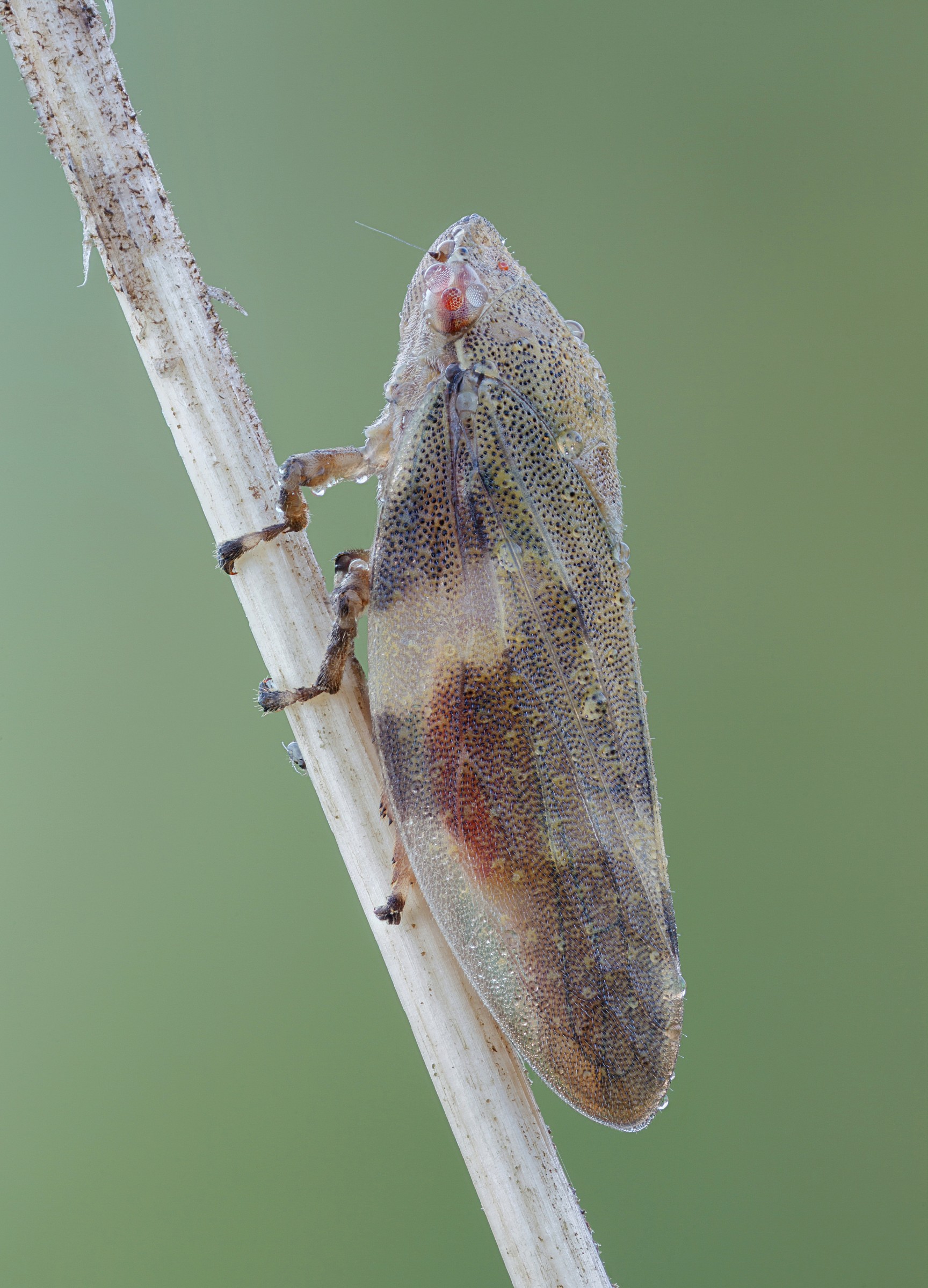Froghopper